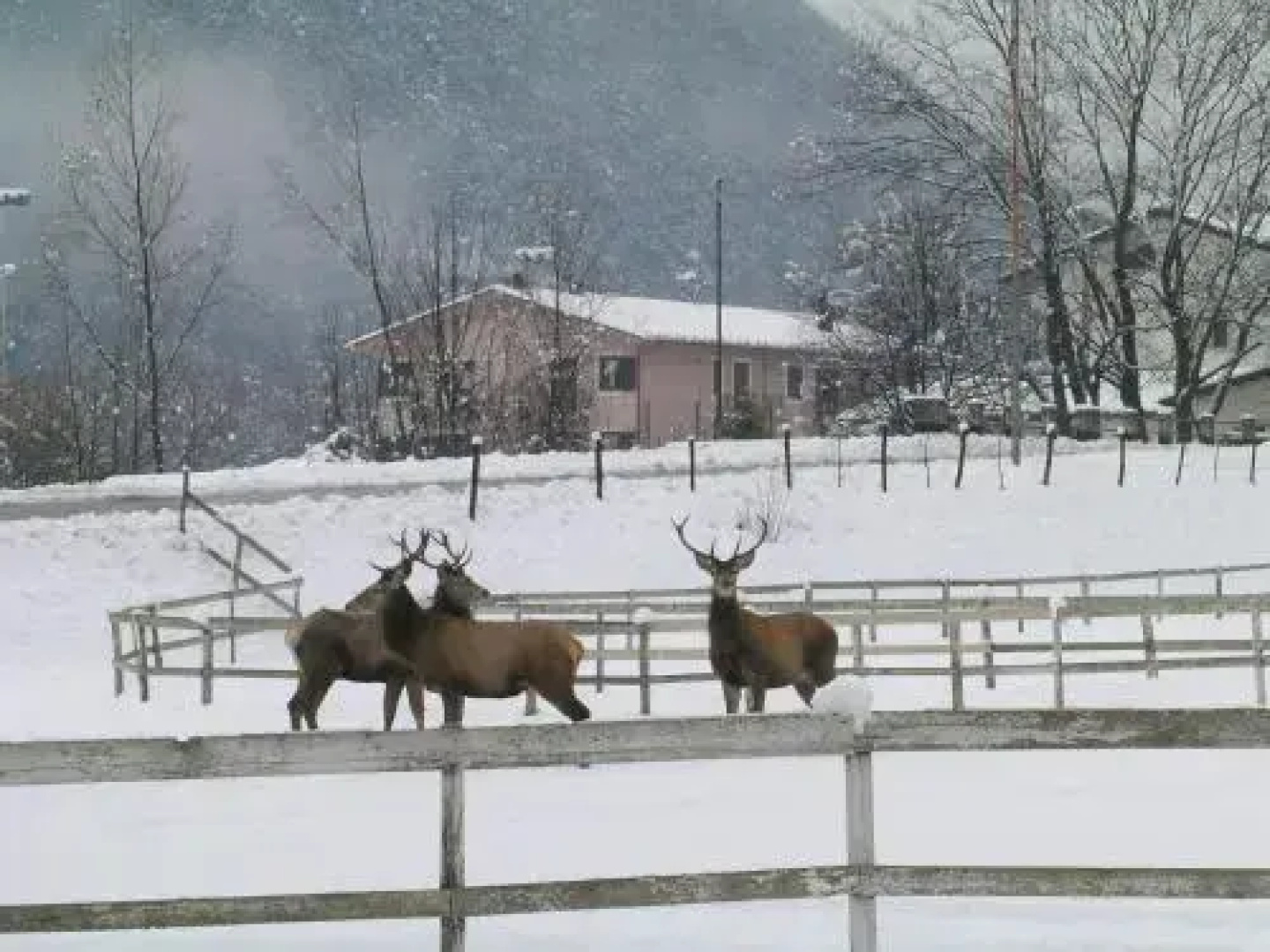 Les Chalets B&B