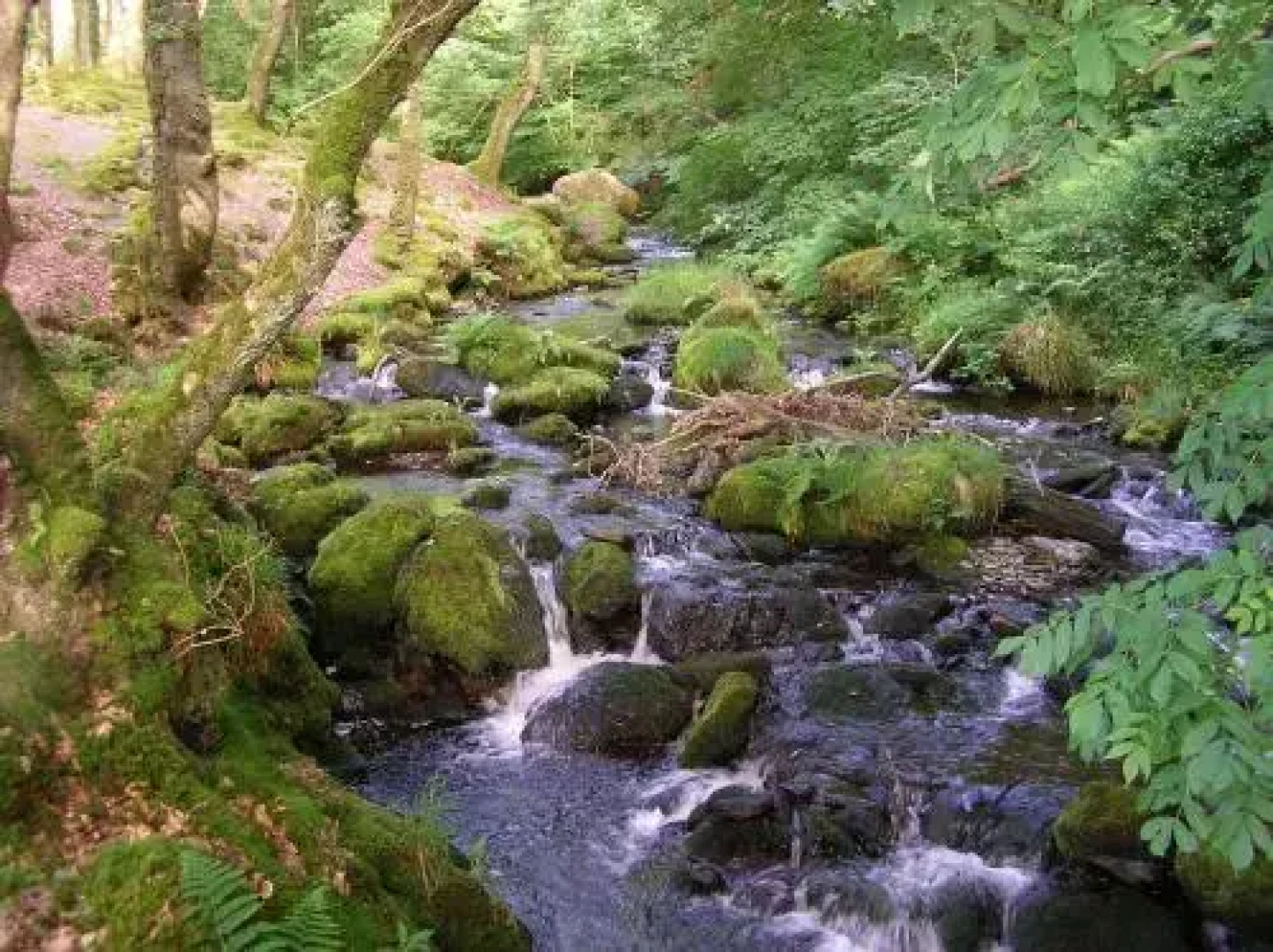 Dolgoch Falls