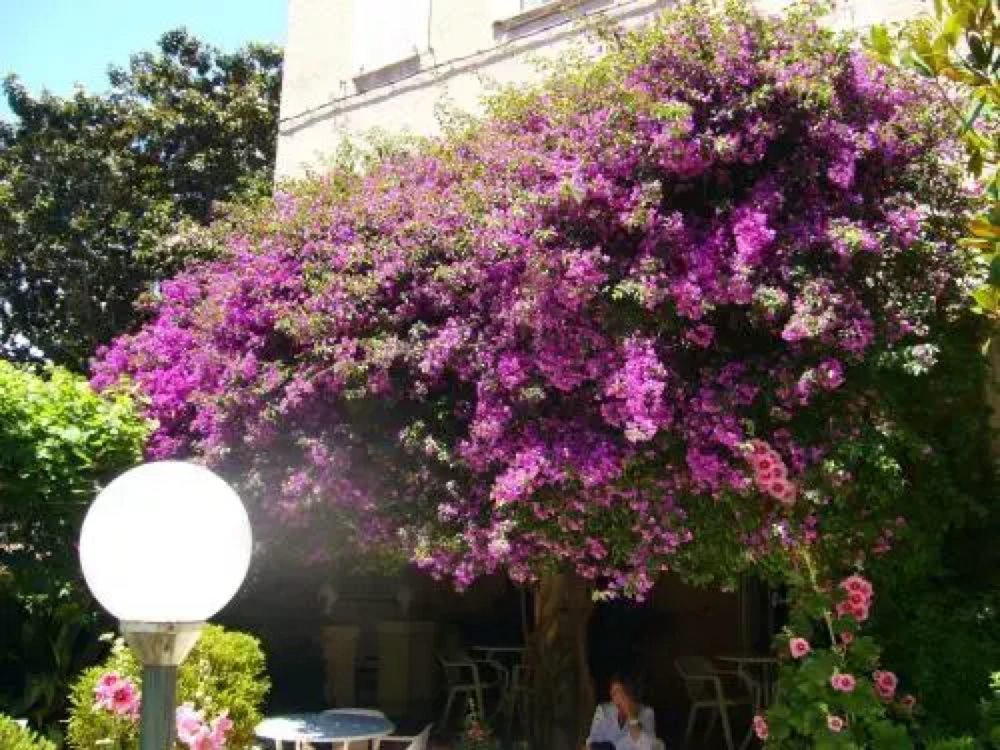 Hôtel Les Palmiers