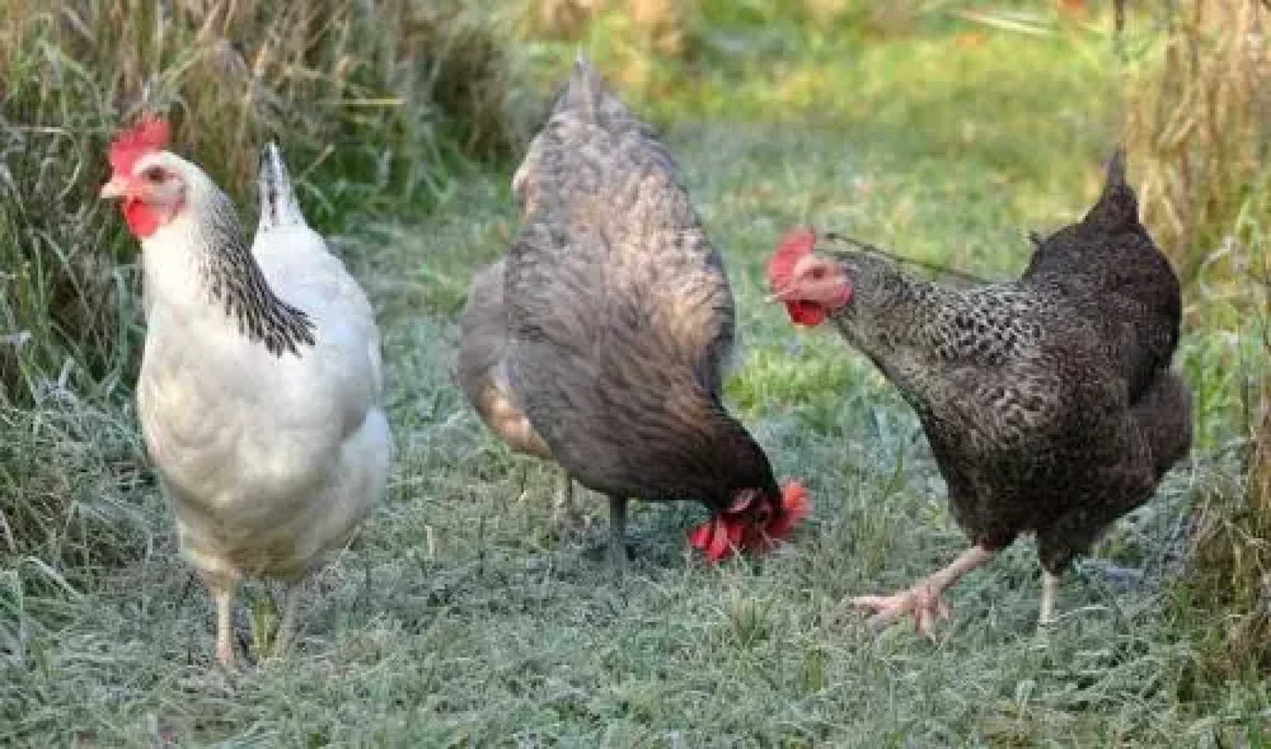 Harbour Hill Farm