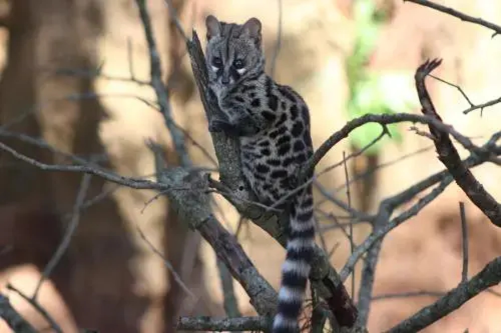 Willowbrooke Cottage