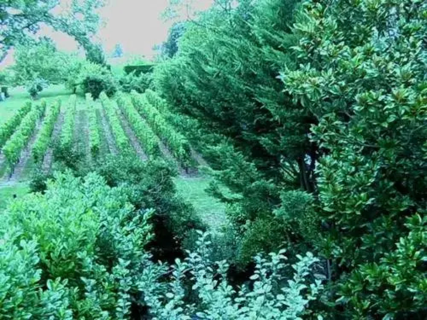 Les ID de Saint Emilion