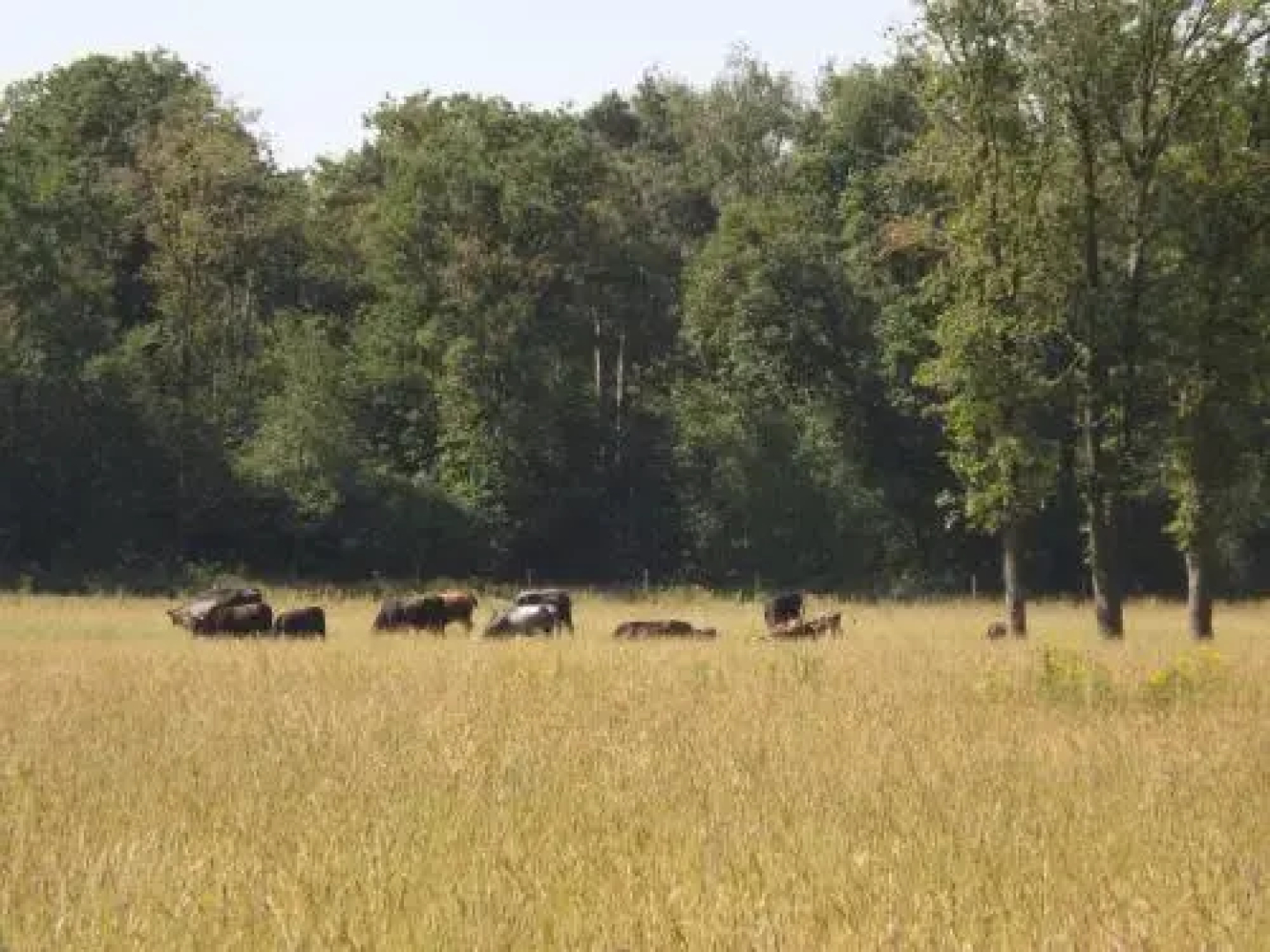 Vosseven 32 Geelgors