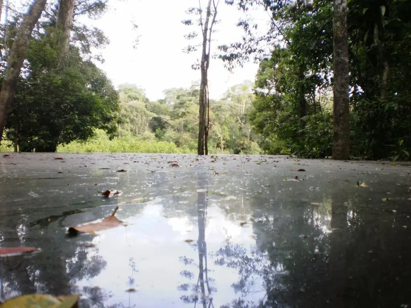 Reserva Natural Heliconia Amazonas