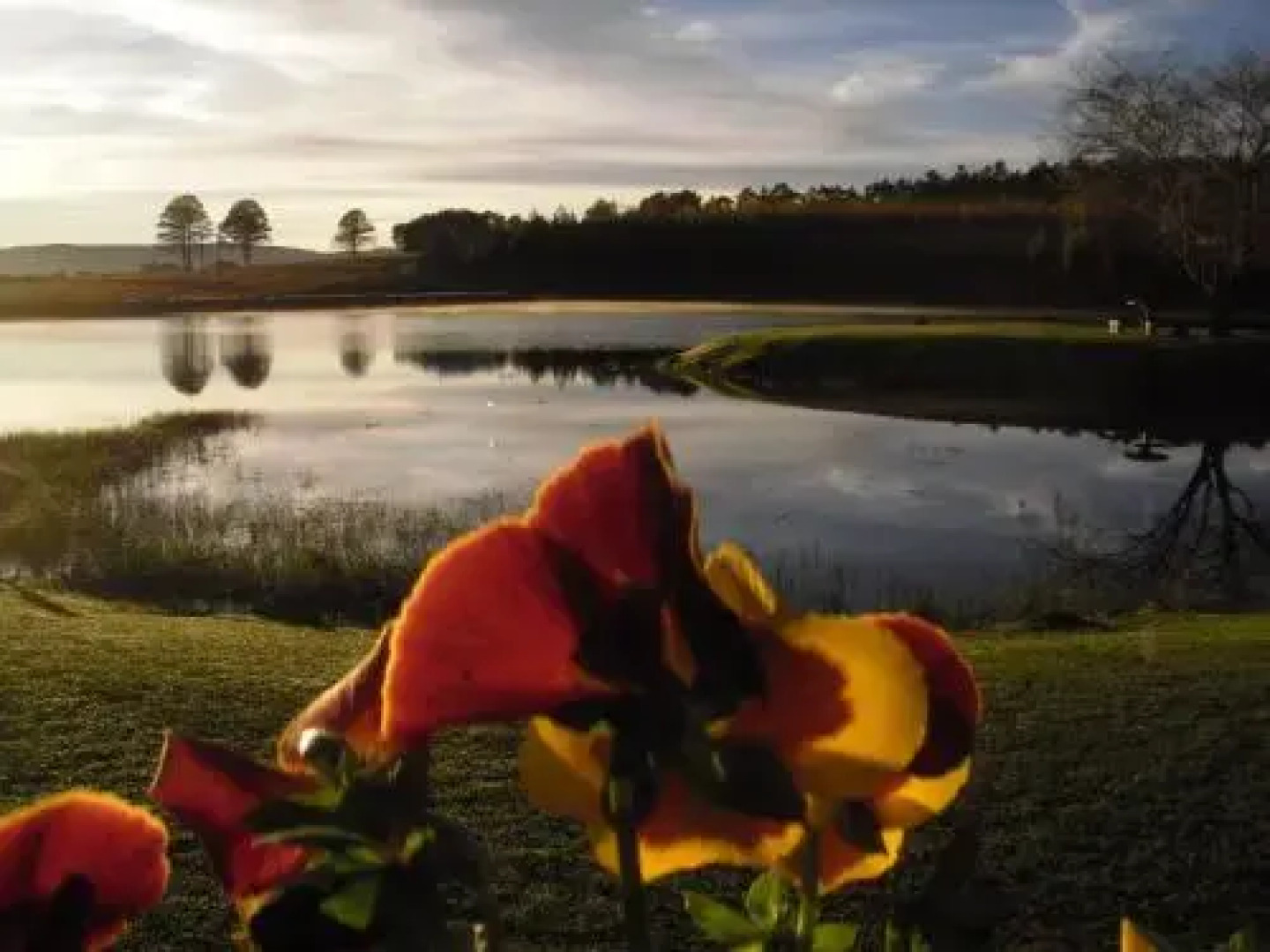 Willowbrooke Cottage