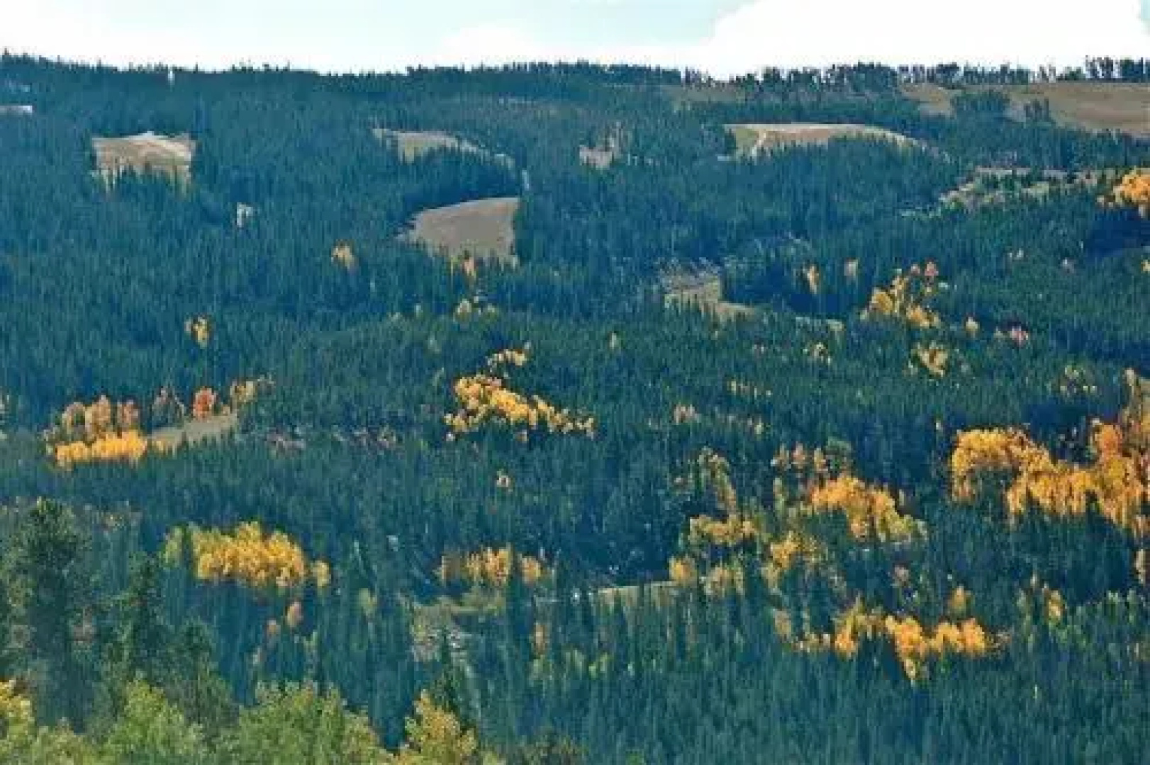 Timber Lodge