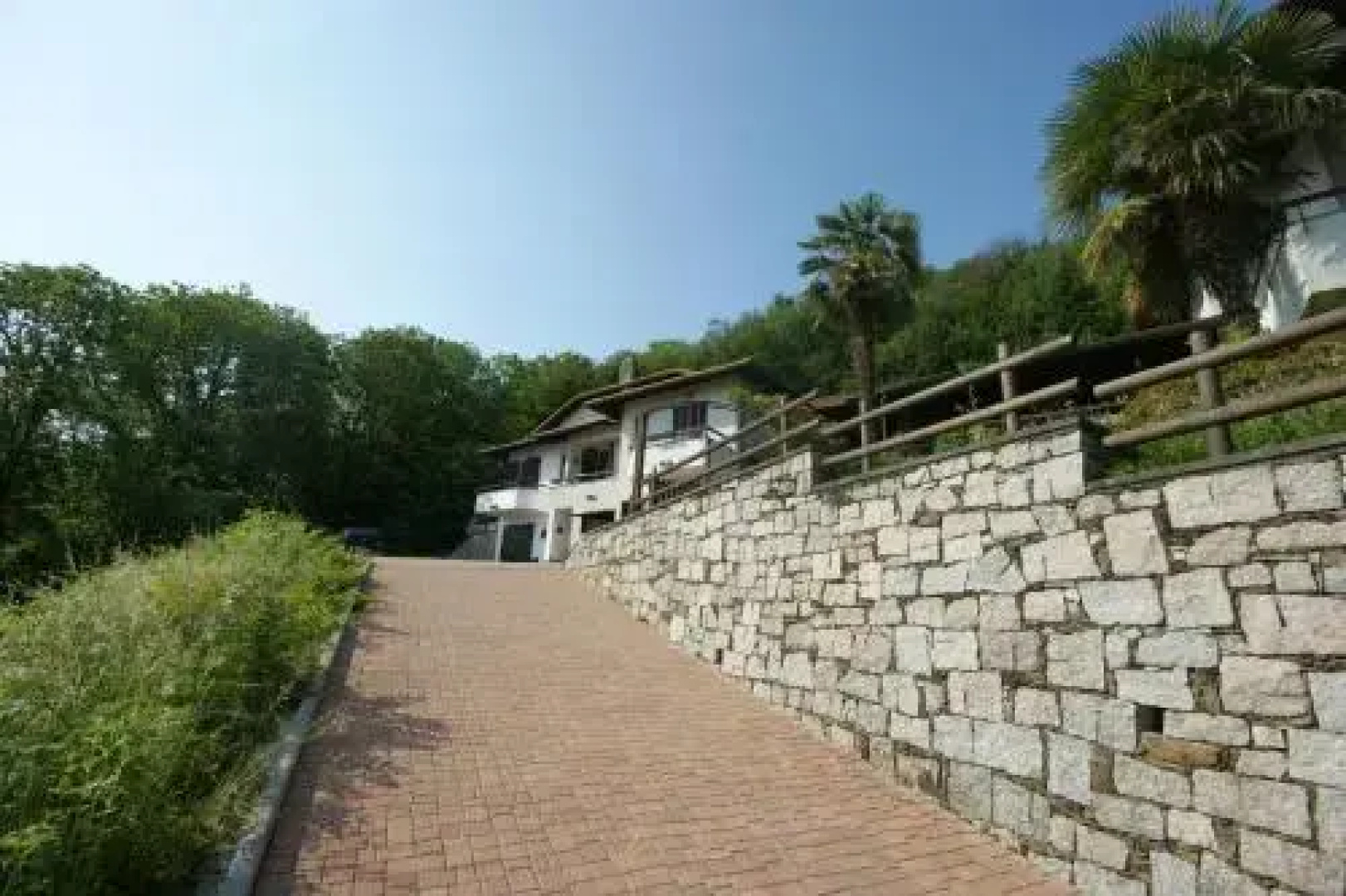 Mirtillo