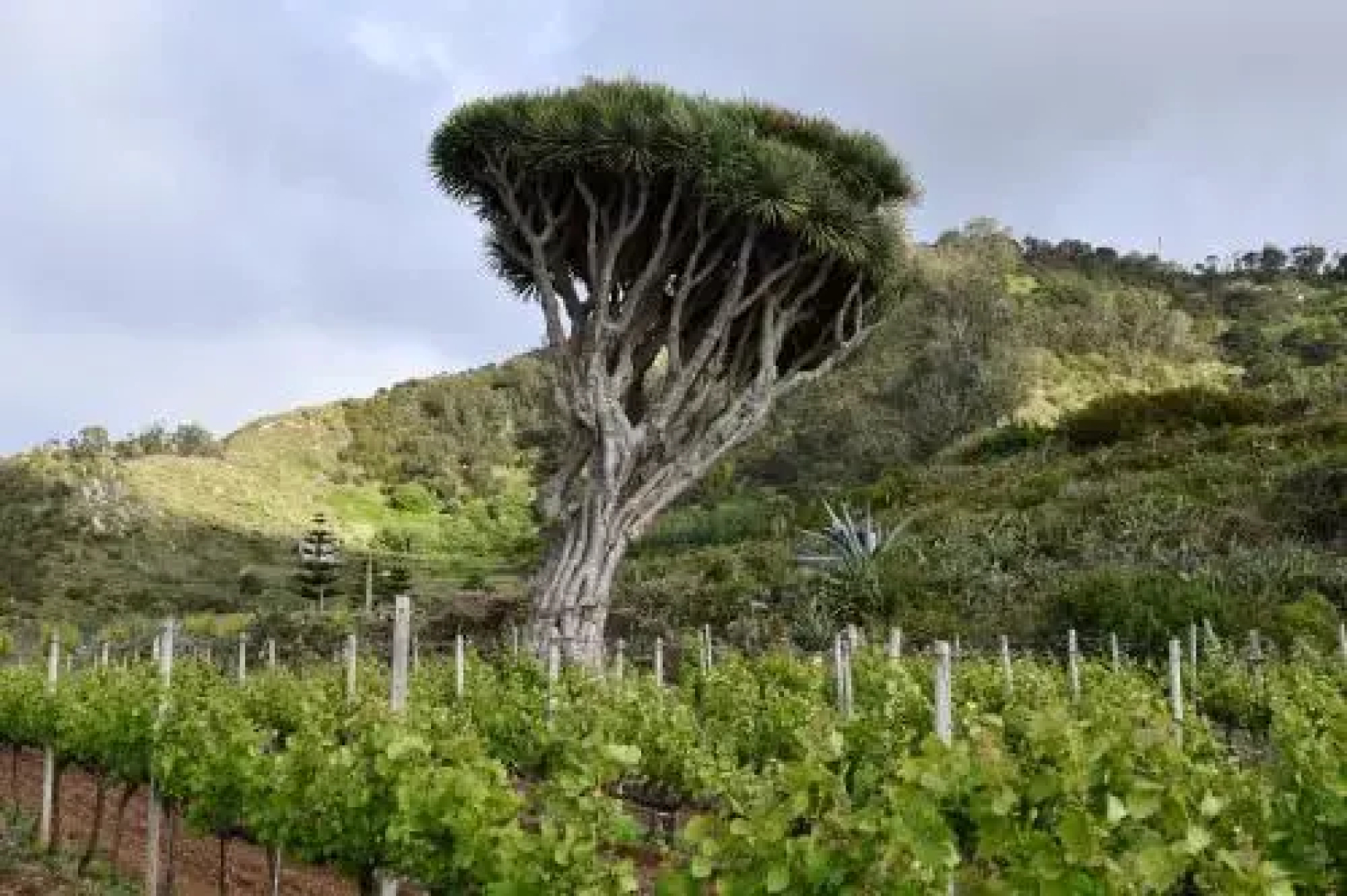 Haciendas del Valle - Casa San Miguel