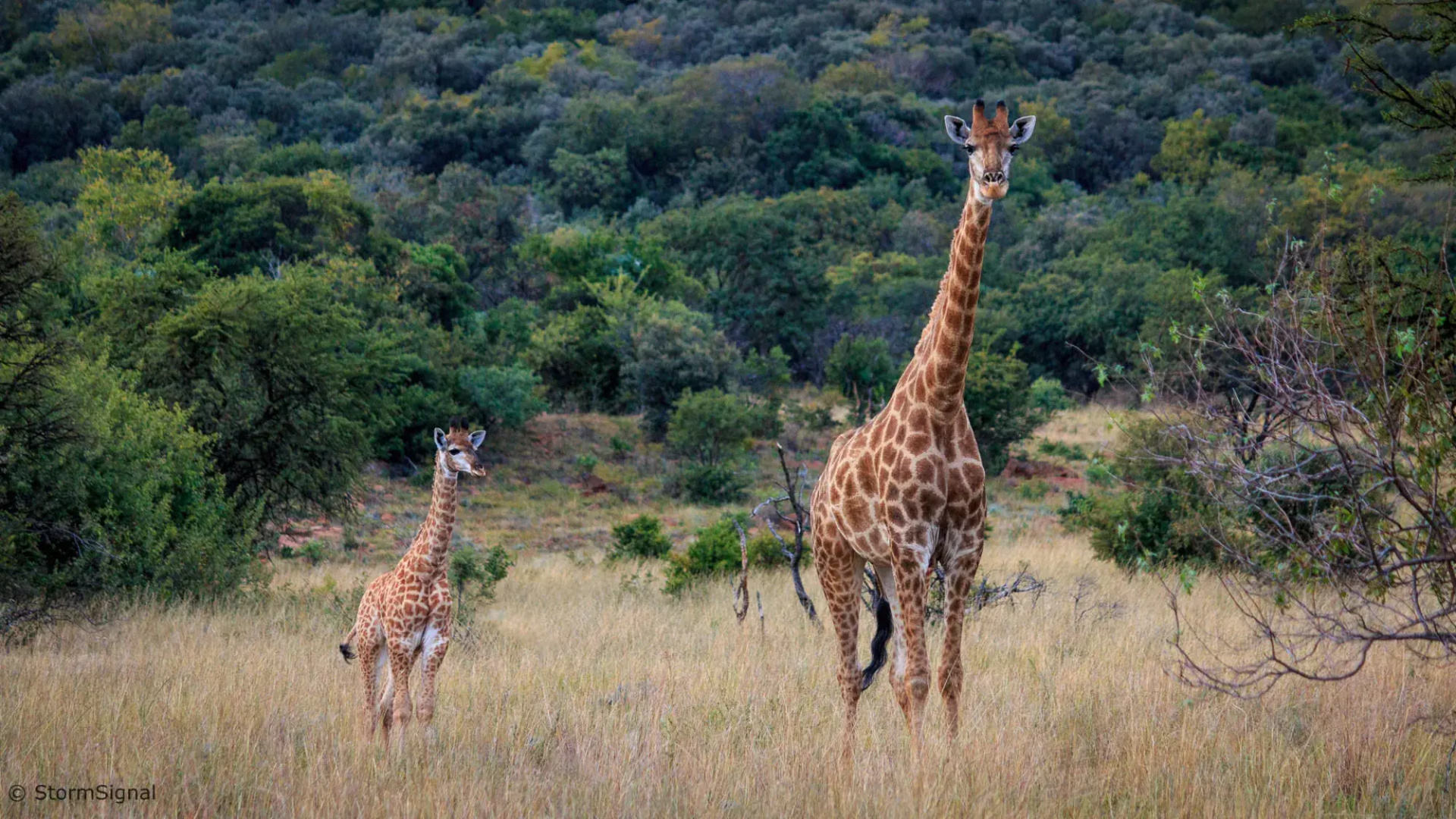 Thaba Manzi Ranch