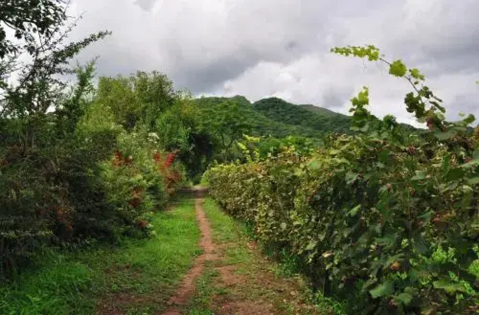 Finca Cielo Verde