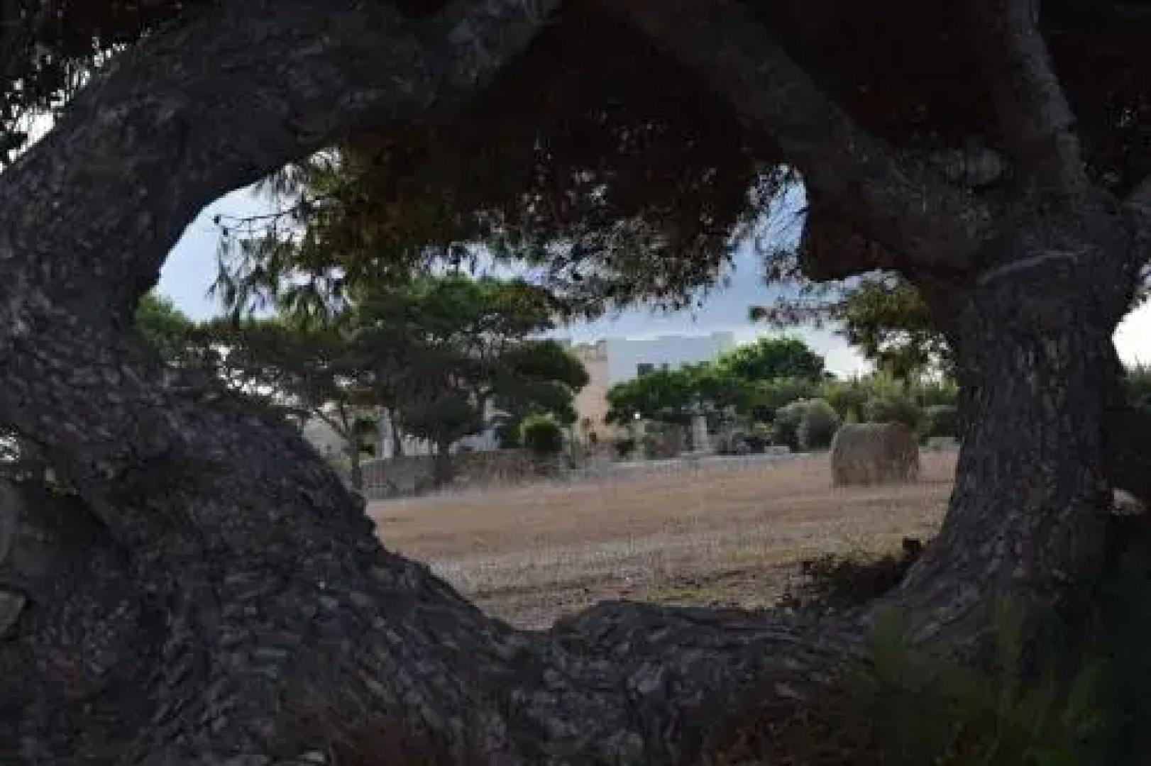 Appartamenti la Pinetina di Favignana
