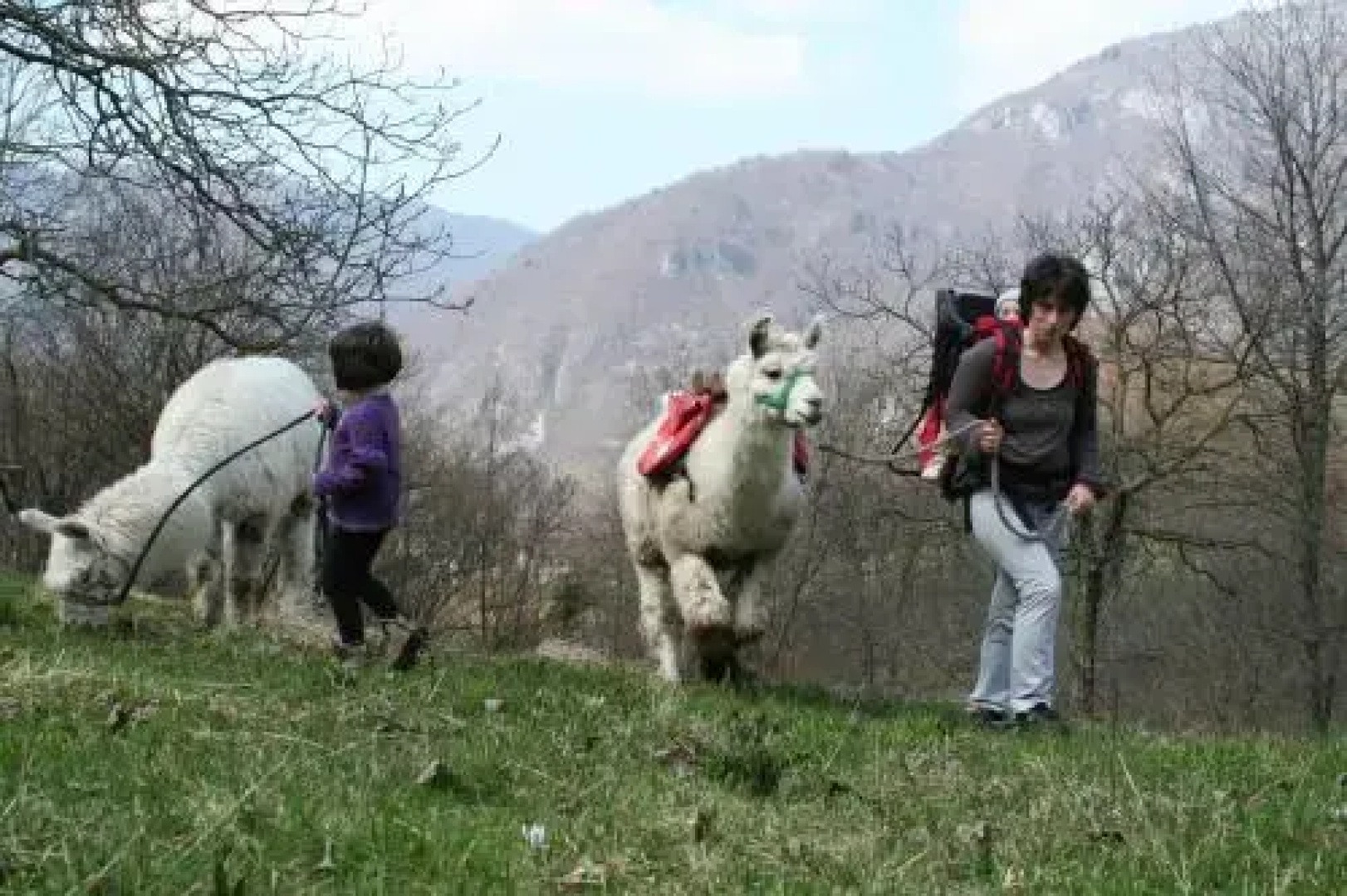 Il Capriolo Felice - Agriturismo