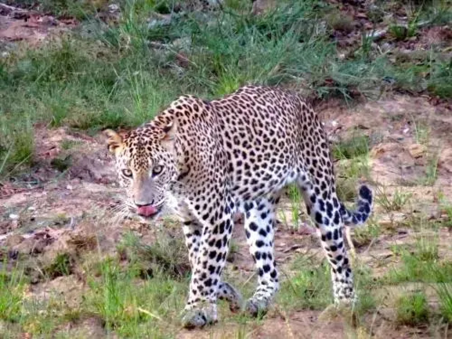 Ruhunu Safari Camping