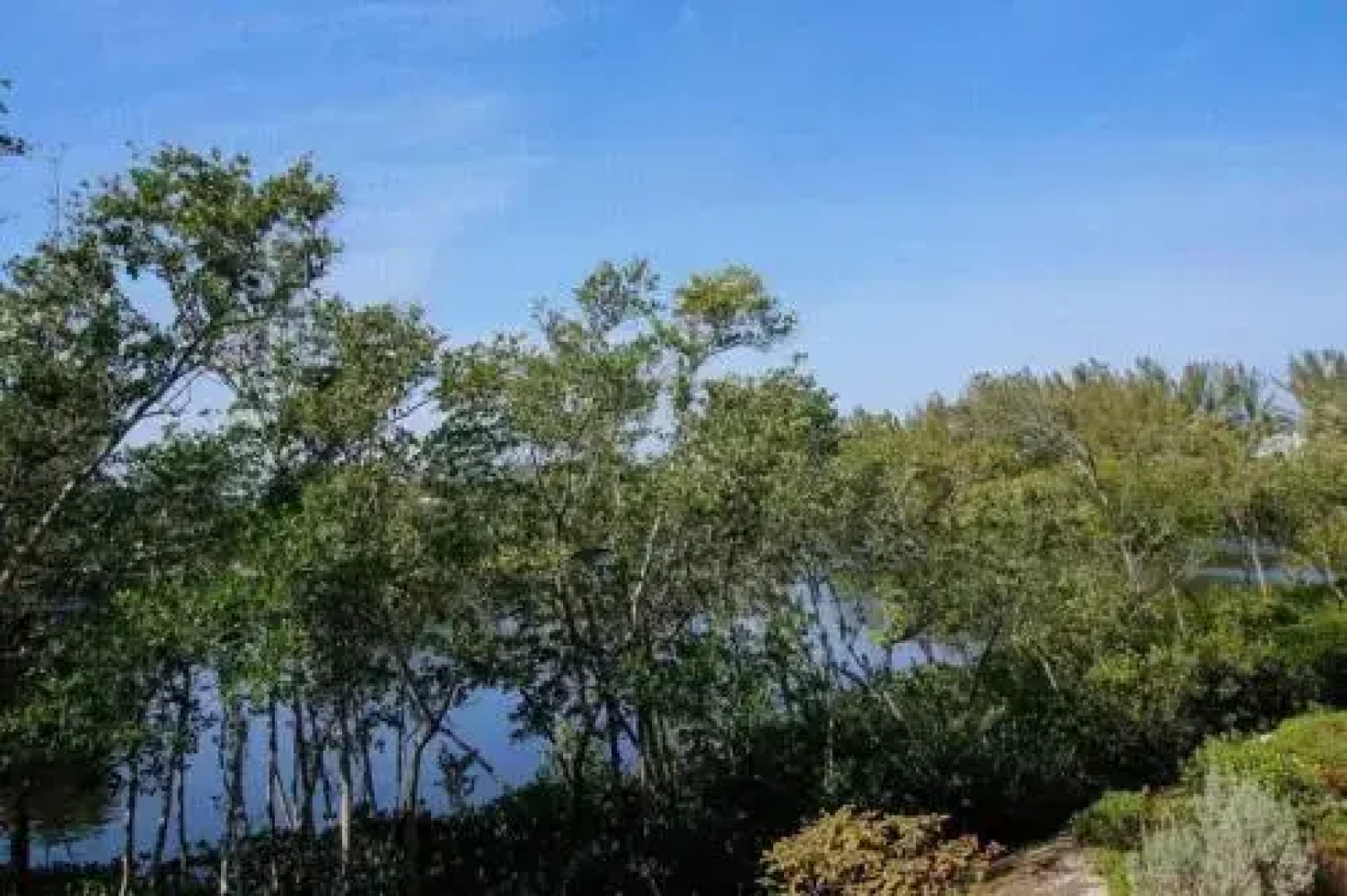 Lake Palms