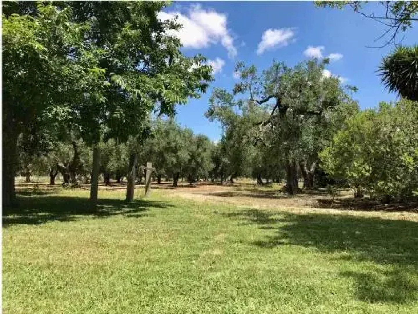 Tenuta Mirabolano