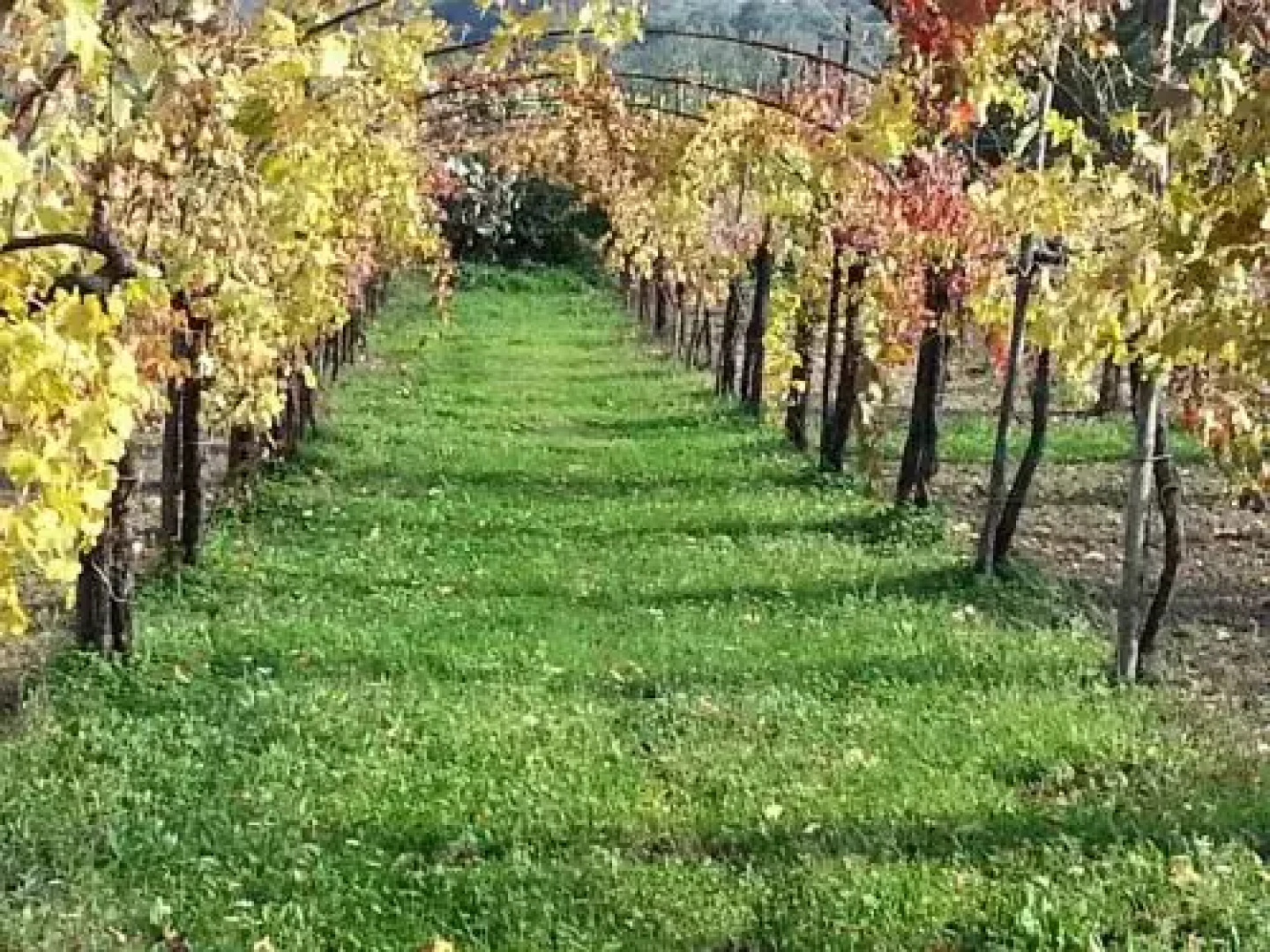 I Giardini Di Eidos