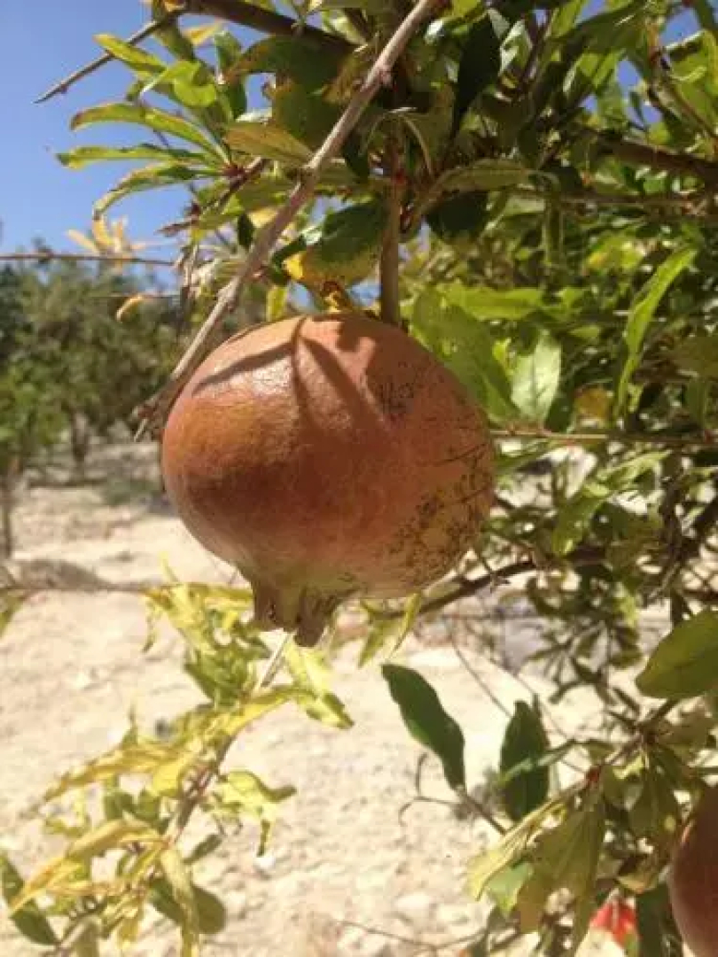 Agriturismo Baglio del Melograno
