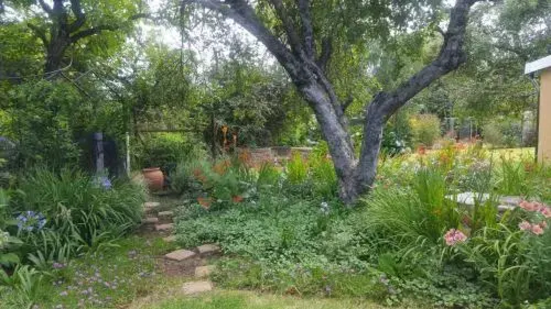 Cottage Suikerbekkie