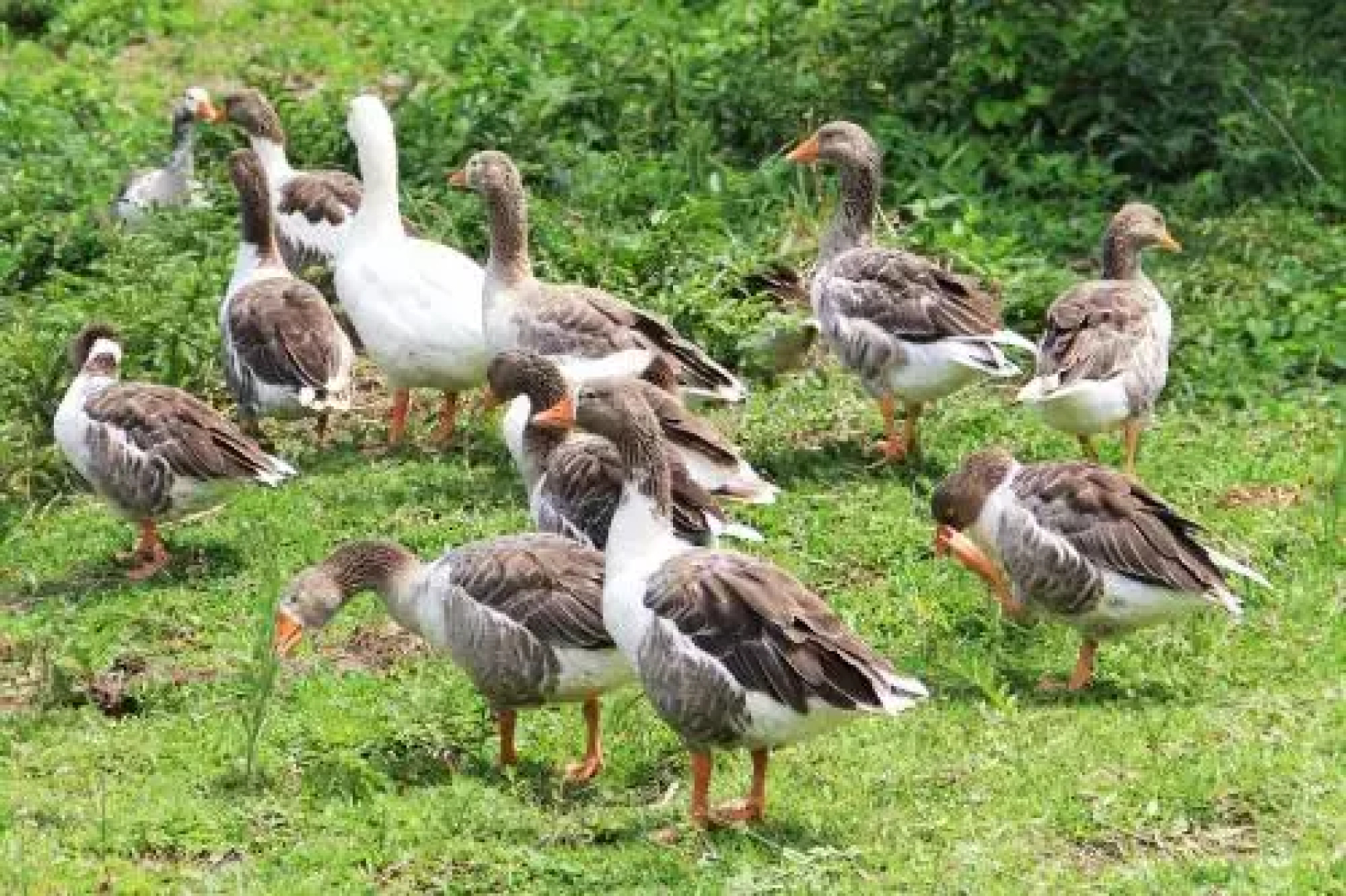 Pousada Fazenda Santo Antonio Pesqueiro.