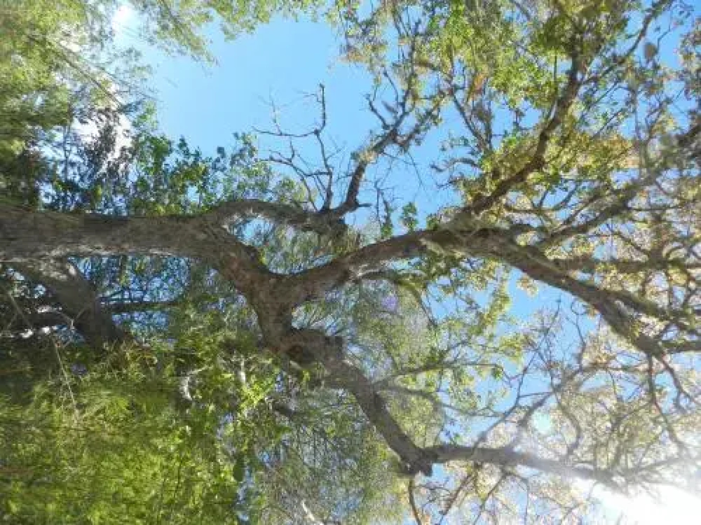 Cabañas en Termas de Chillán