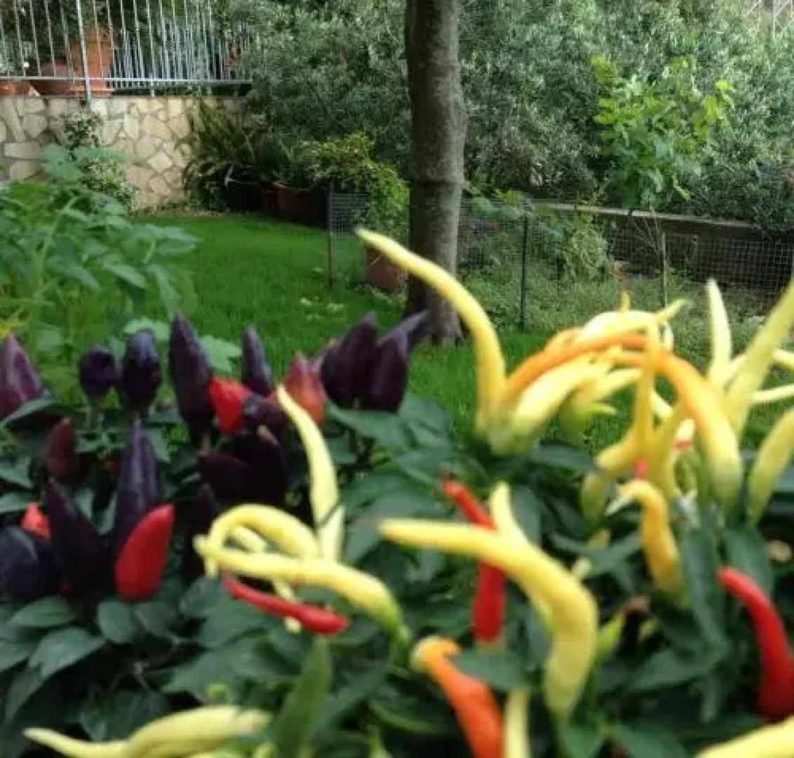 B&B dei Fiori
