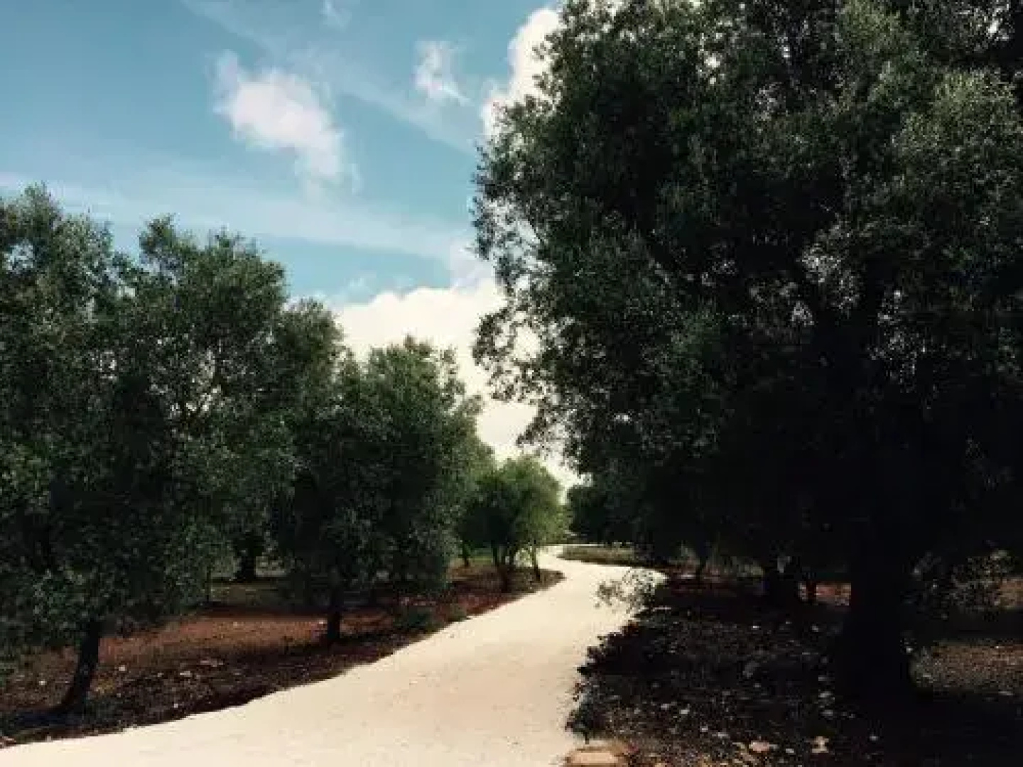Fikus - the Apulian B&B