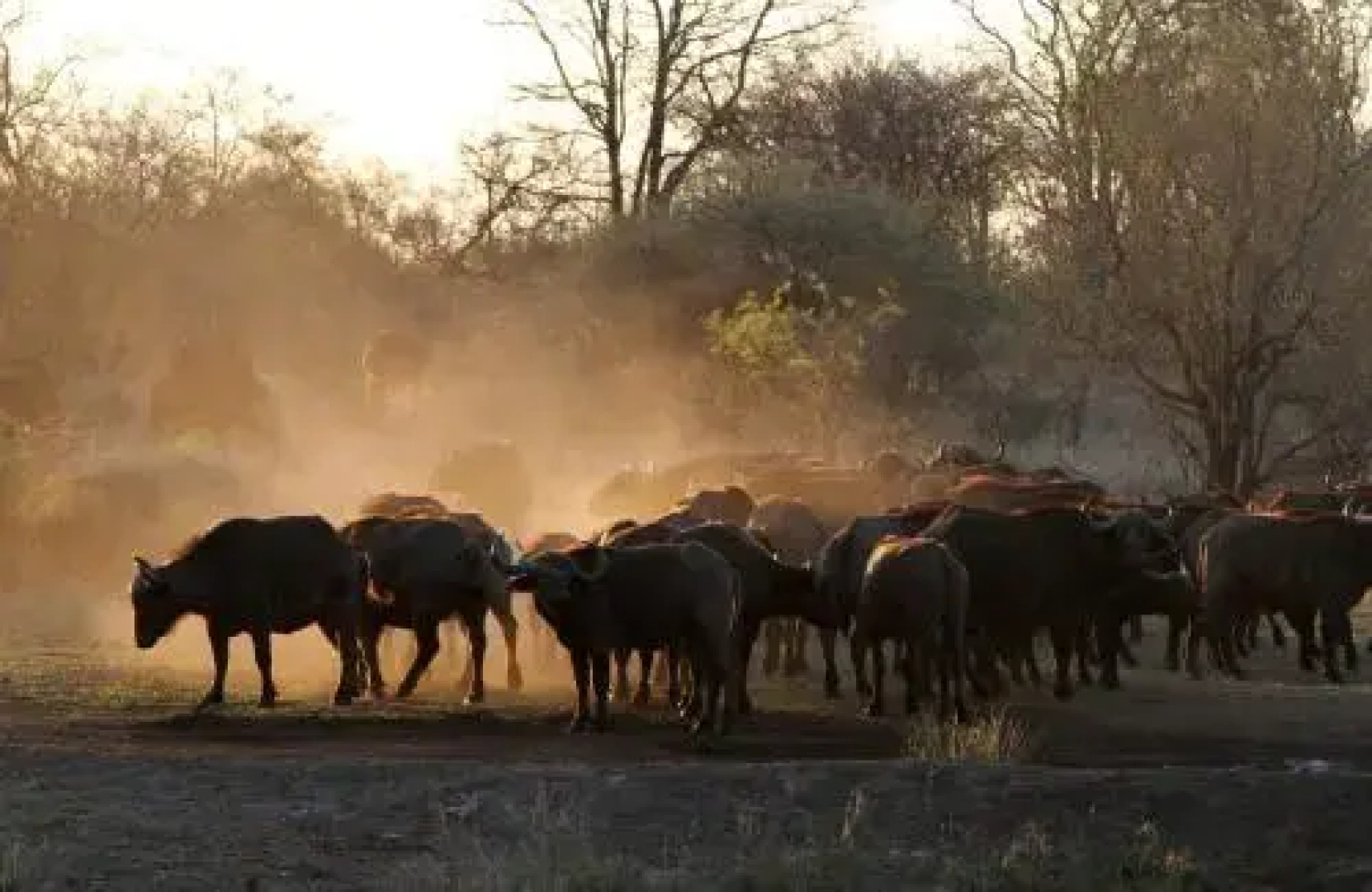 Tulela Safari Lodge
