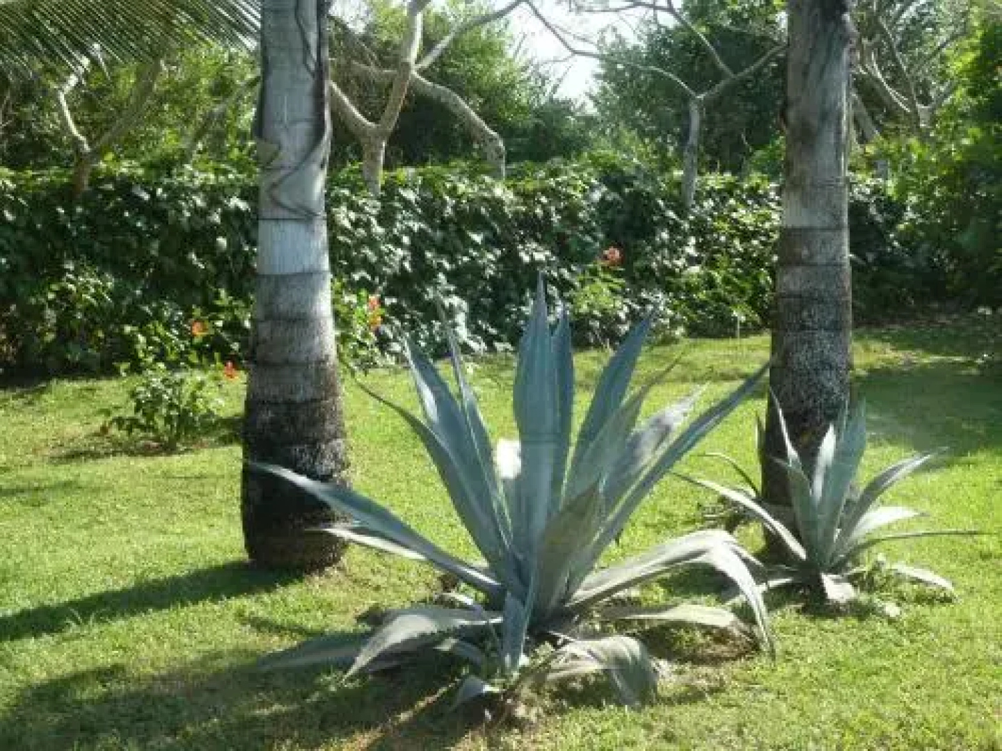 La Rosa de Los Vientos