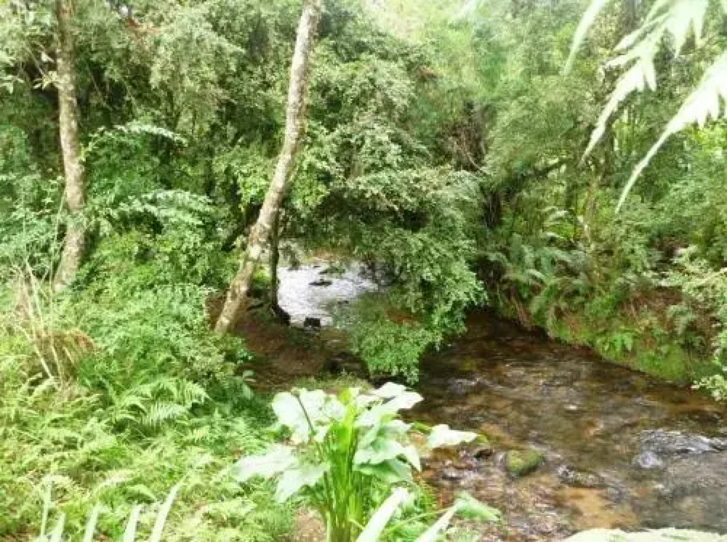 Pousada Passaredo