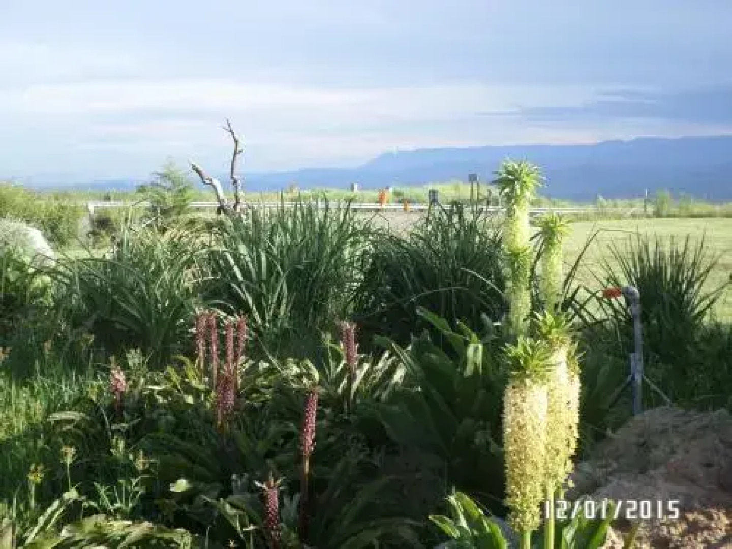 The Phatt Chef Roadside Diner and BB