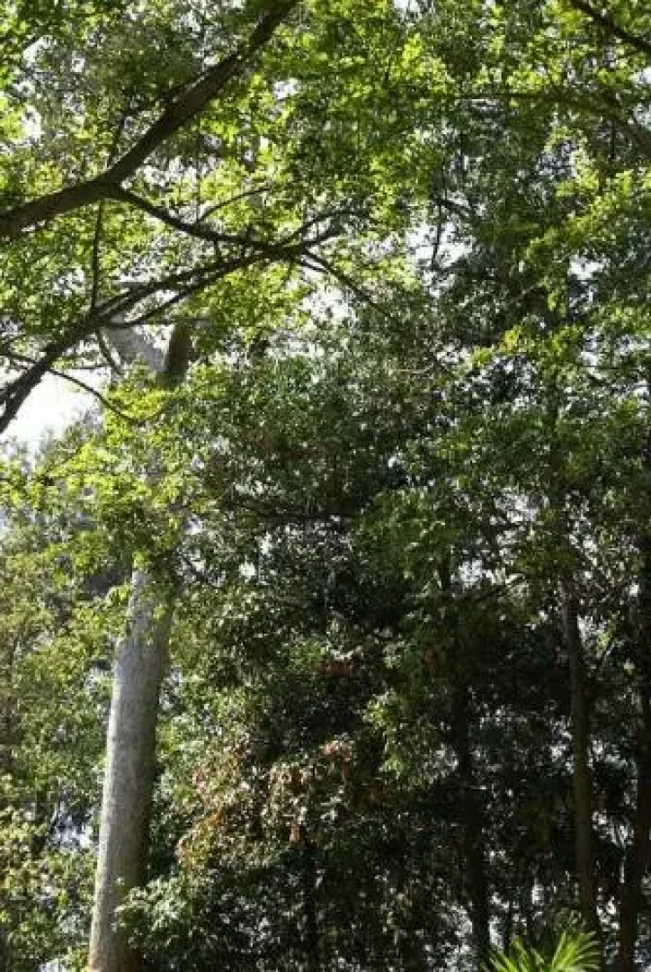 Sea Village Beach Front