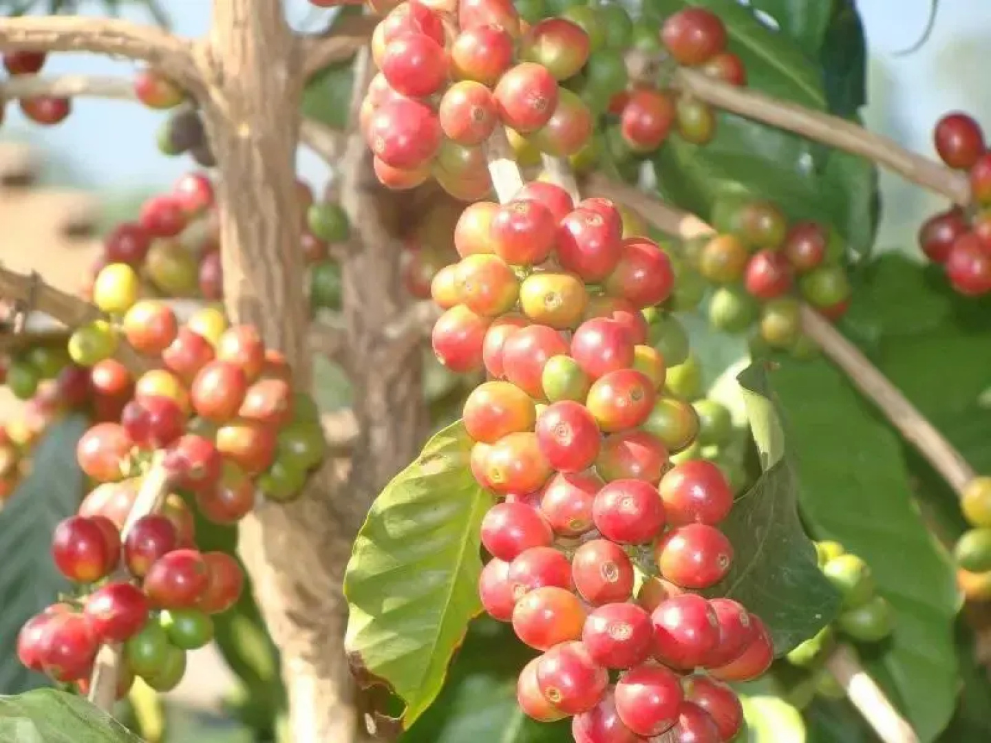 Oland Plantation Farm Stay - Coonoor