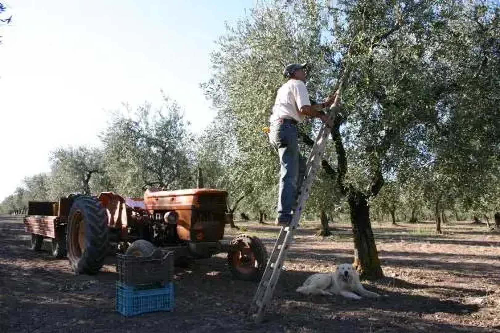 Masseria Sant'Agapito