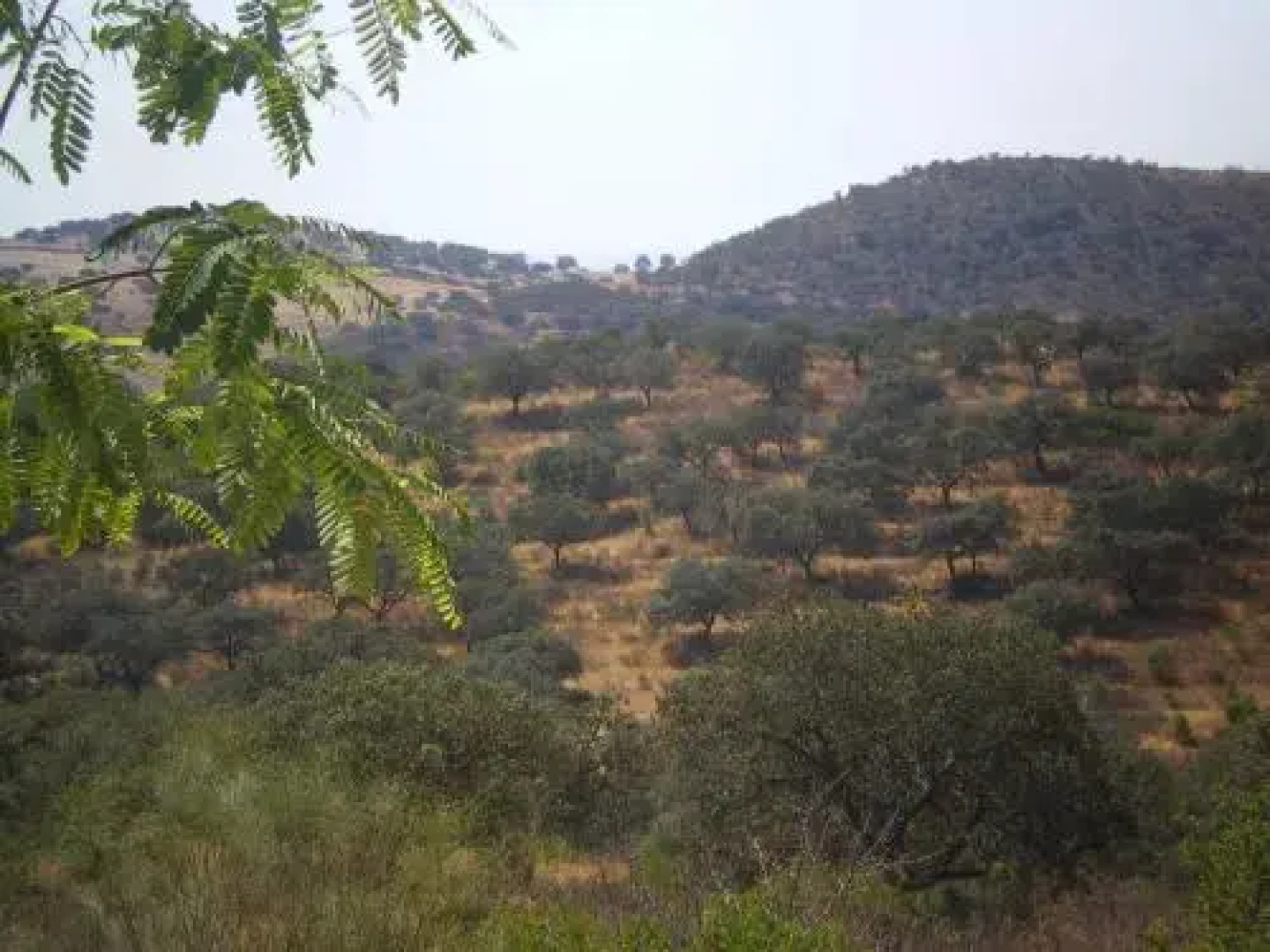 Casa Rural La Aulaga
