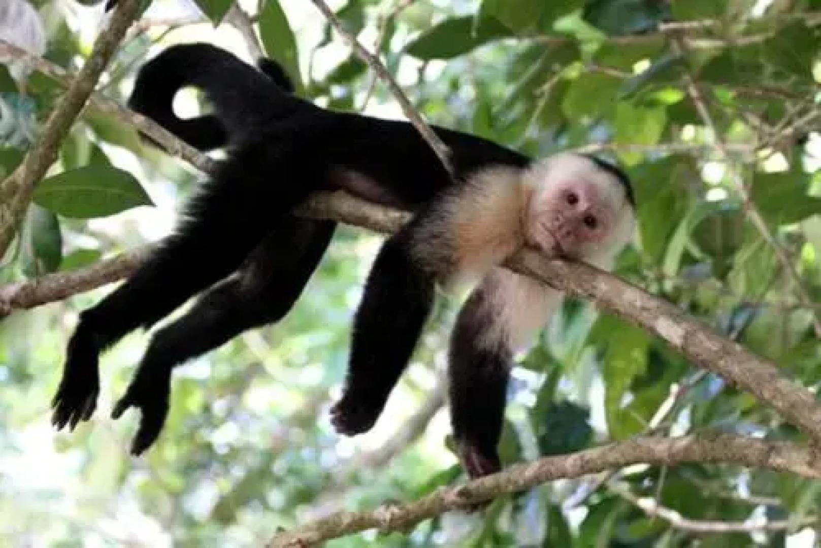 Charlie's Jungle House