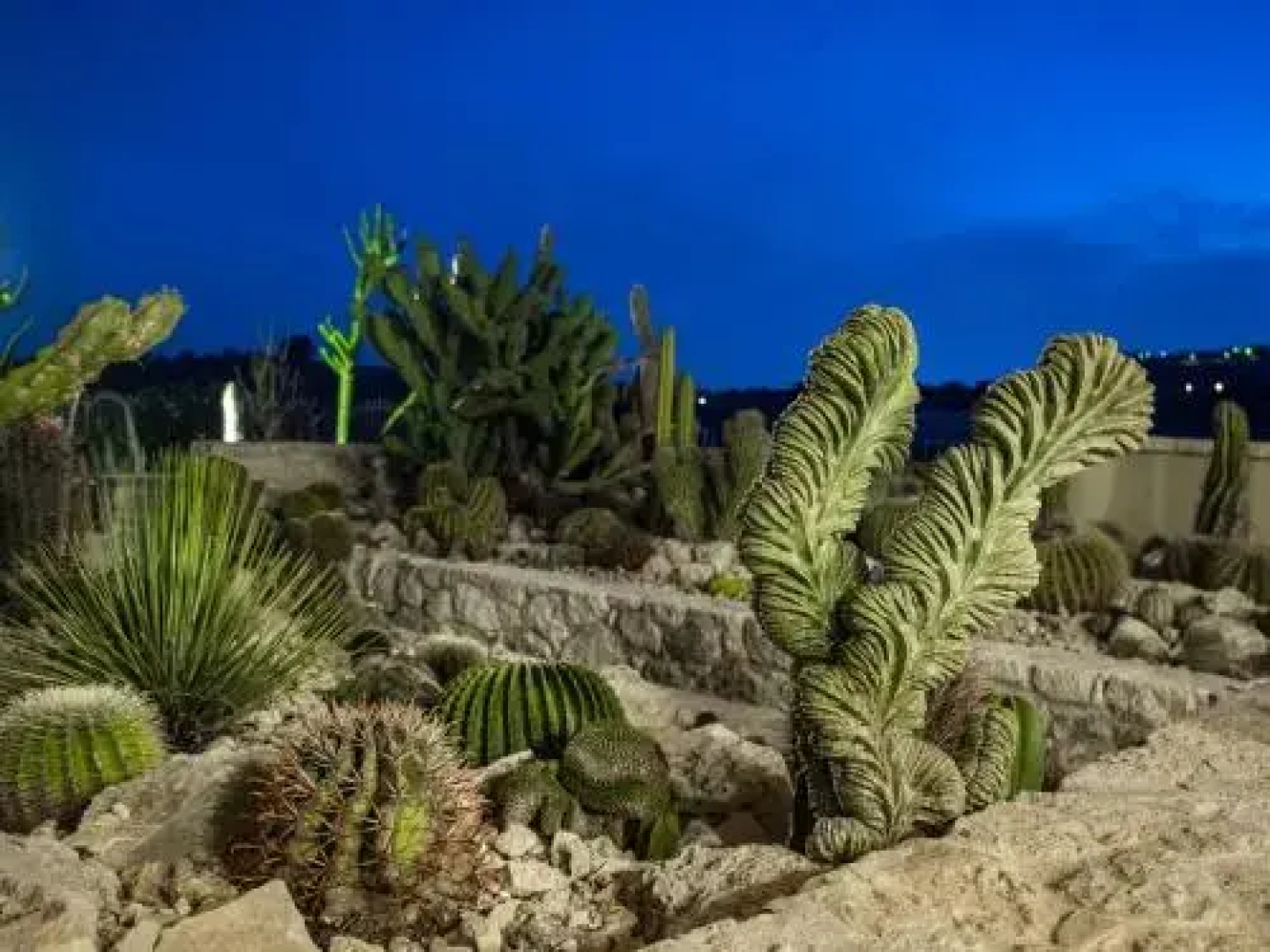 Botanical Park Garden Cactus