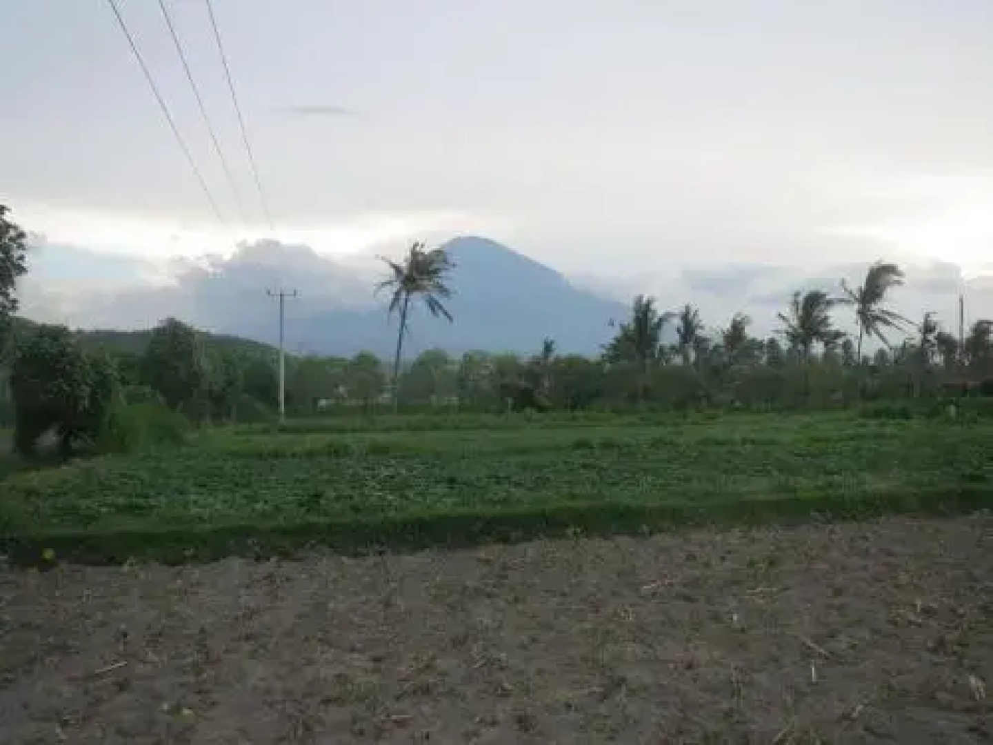 Mesari Homestay & Warung