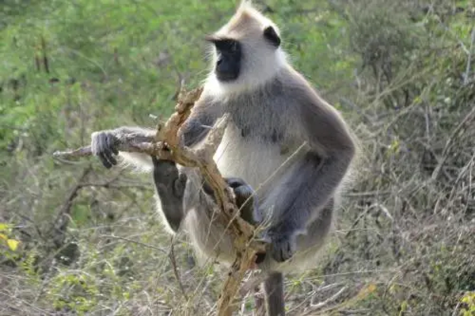 Ruhunu Safari Camping