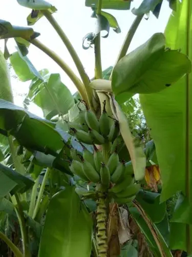 Sauvignon Country Lodge