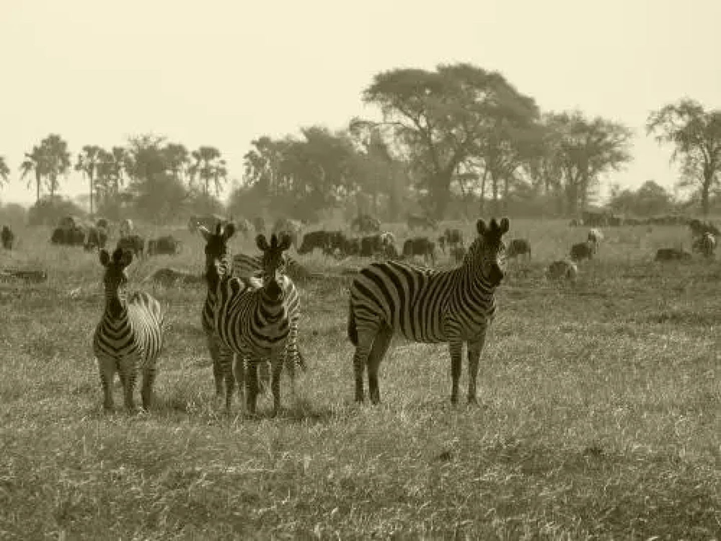 Muchenje Self Catering Cottages