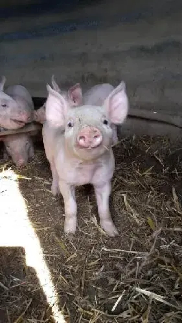 La ferme du Bouton d'Or