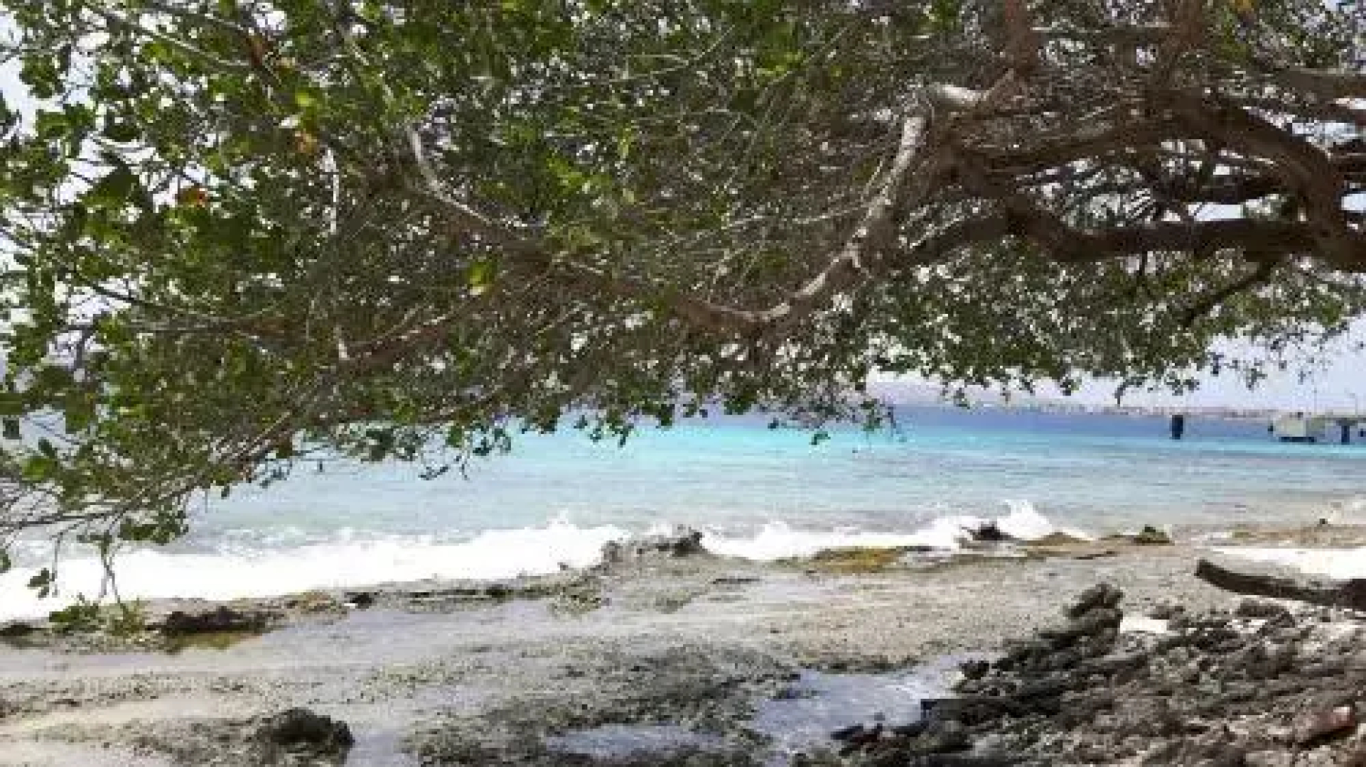 Kas Dolphin Sabal palm Bonaire