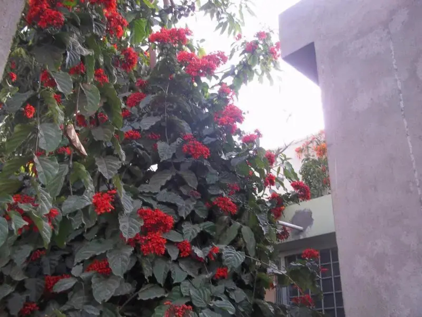 Raja Rani- Homestay