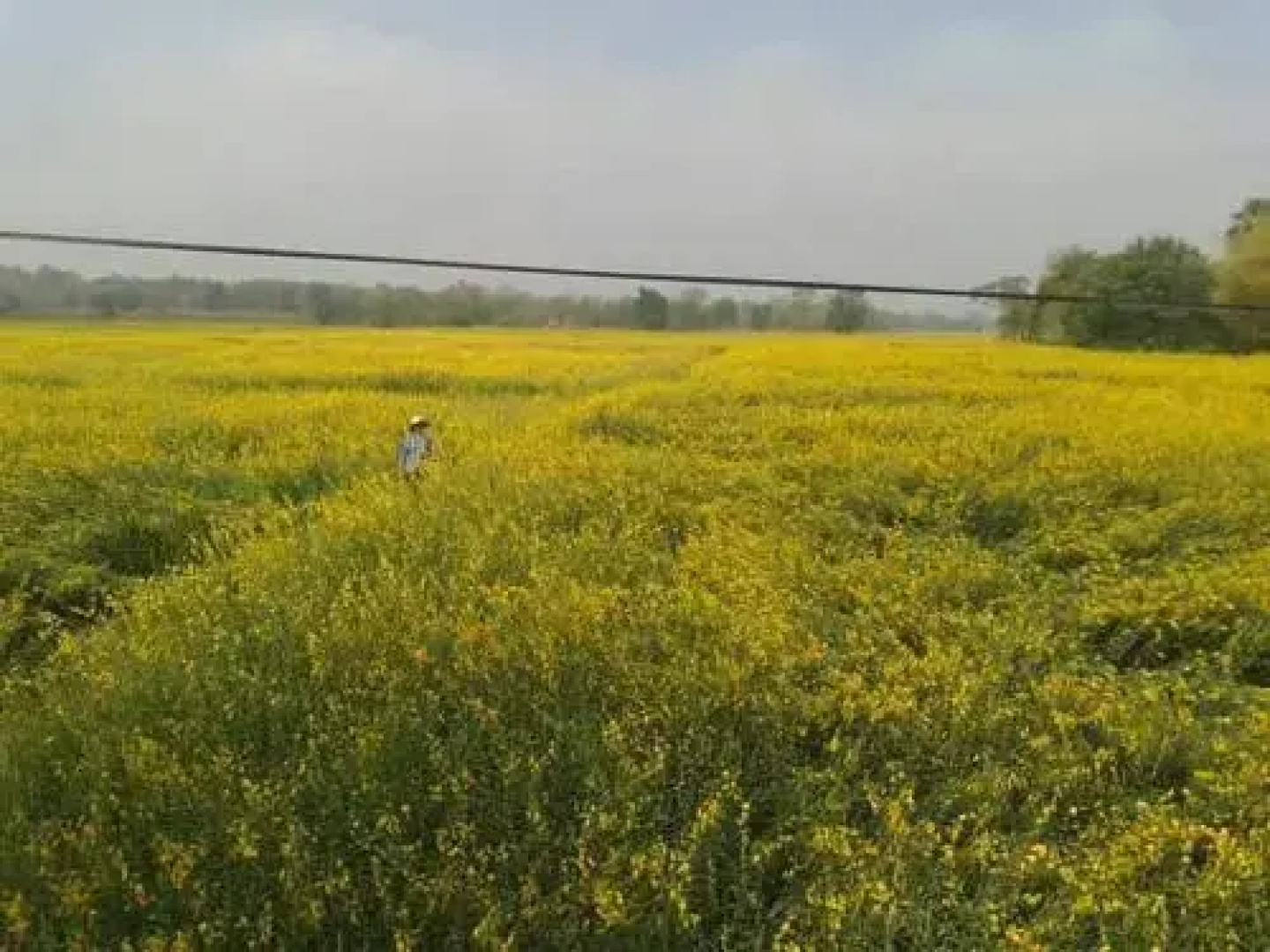 Nana Organic Farm