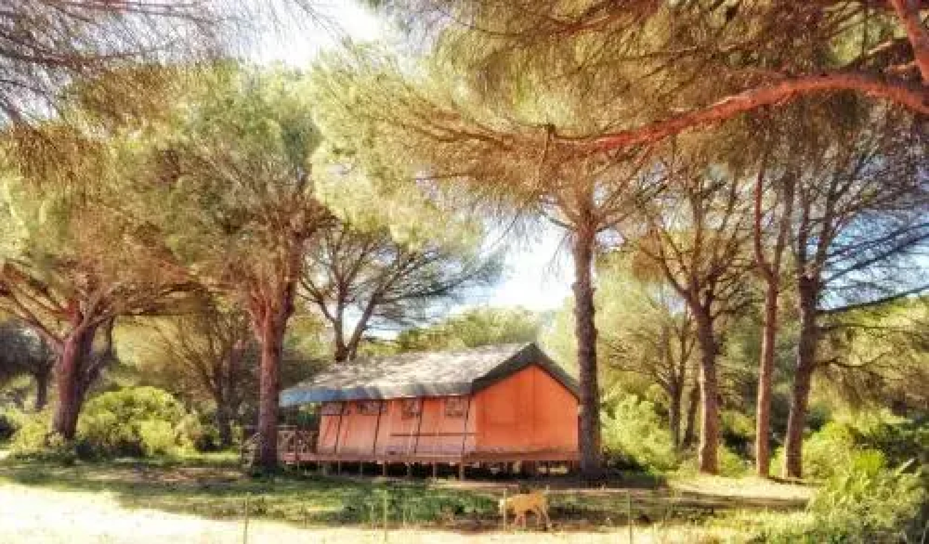 Glamping Dehesa de las Yeguas