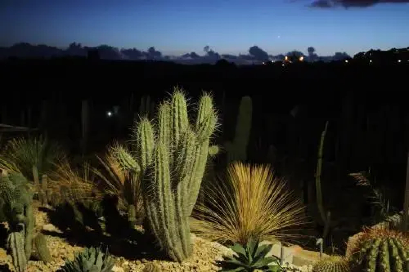 Botanical Park Garden Cactus