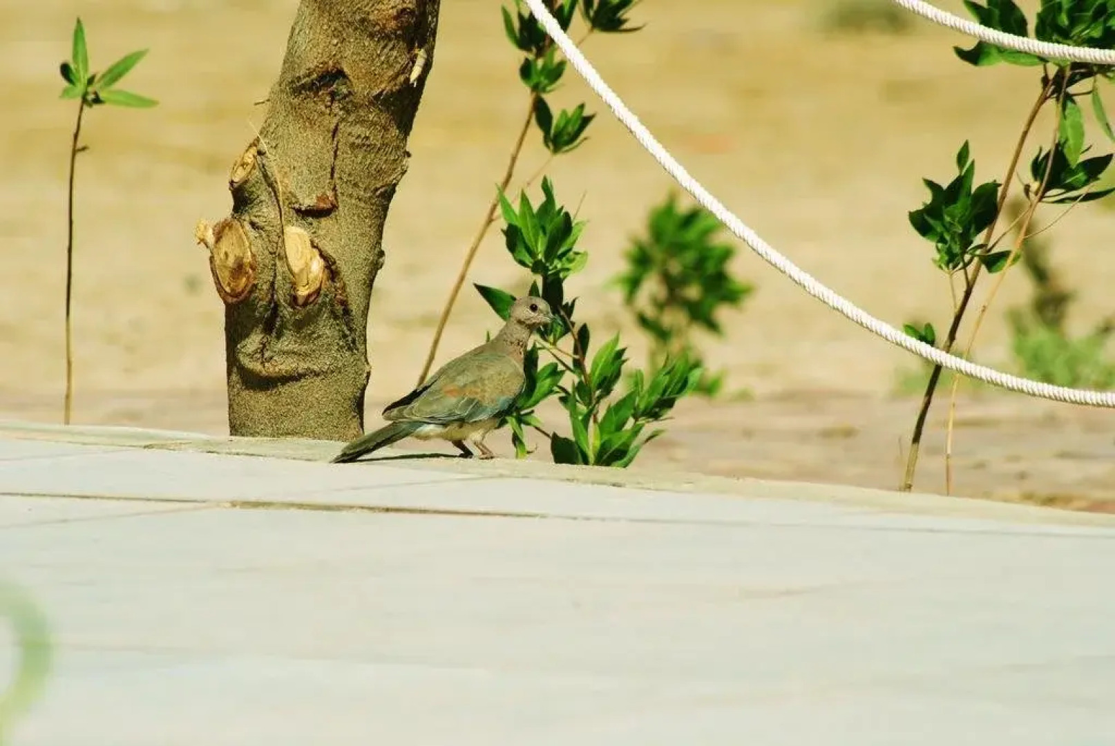 Safari Beach Nuweiba