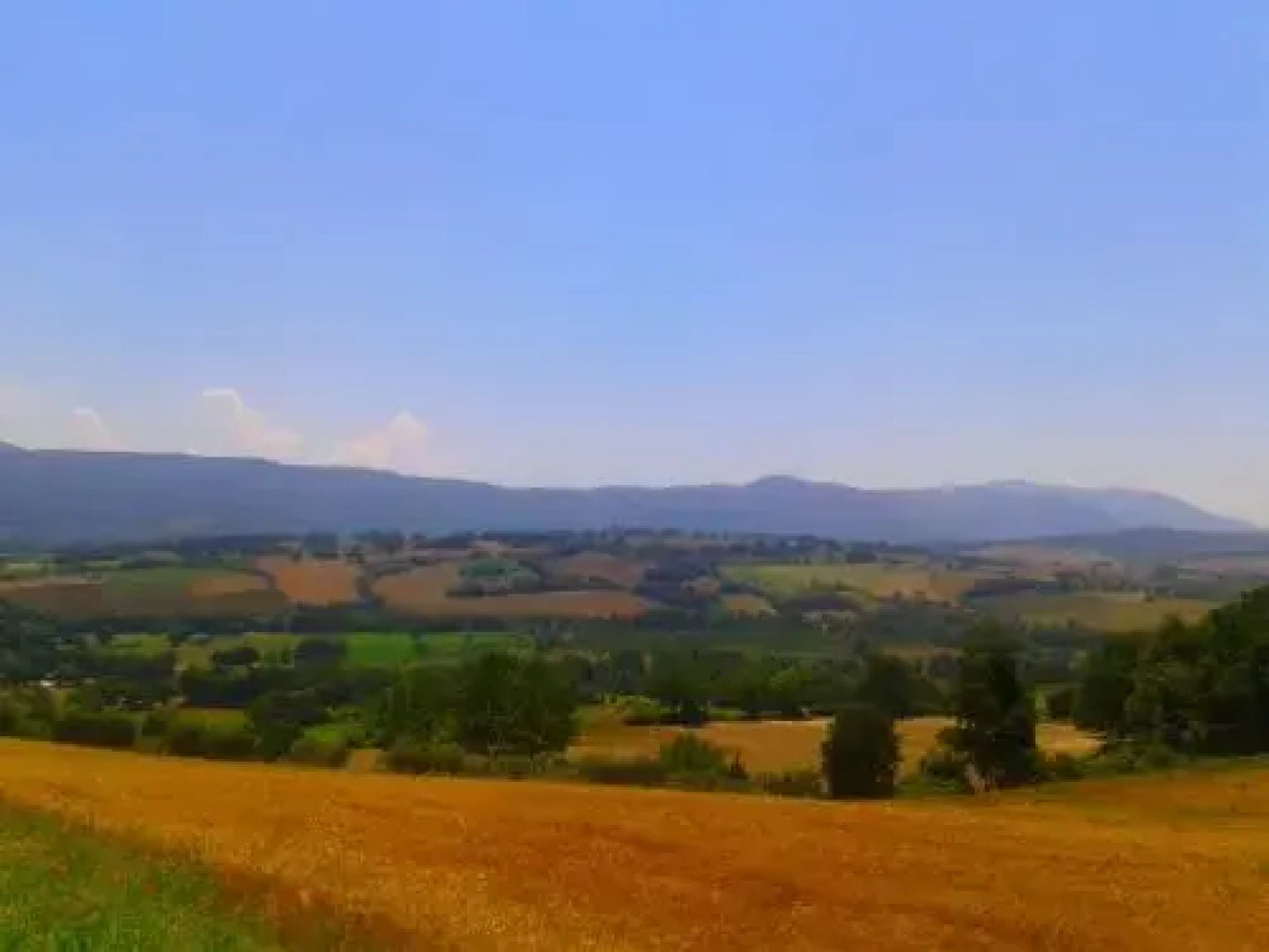 LOro di Cicognola