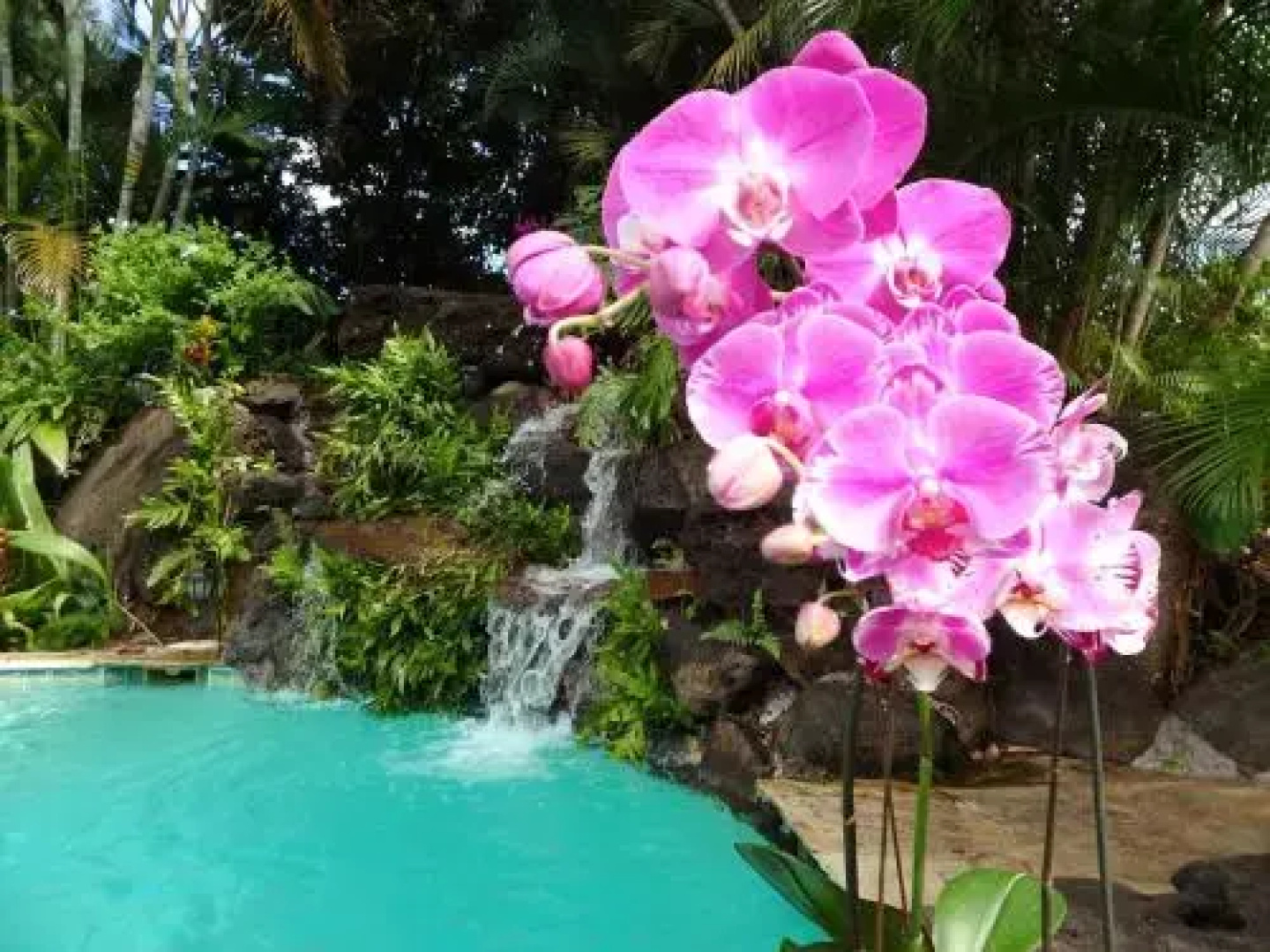 Paradise Pool Home