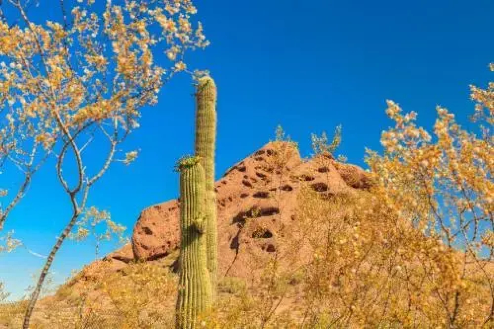 Primrose, Paradise Valley